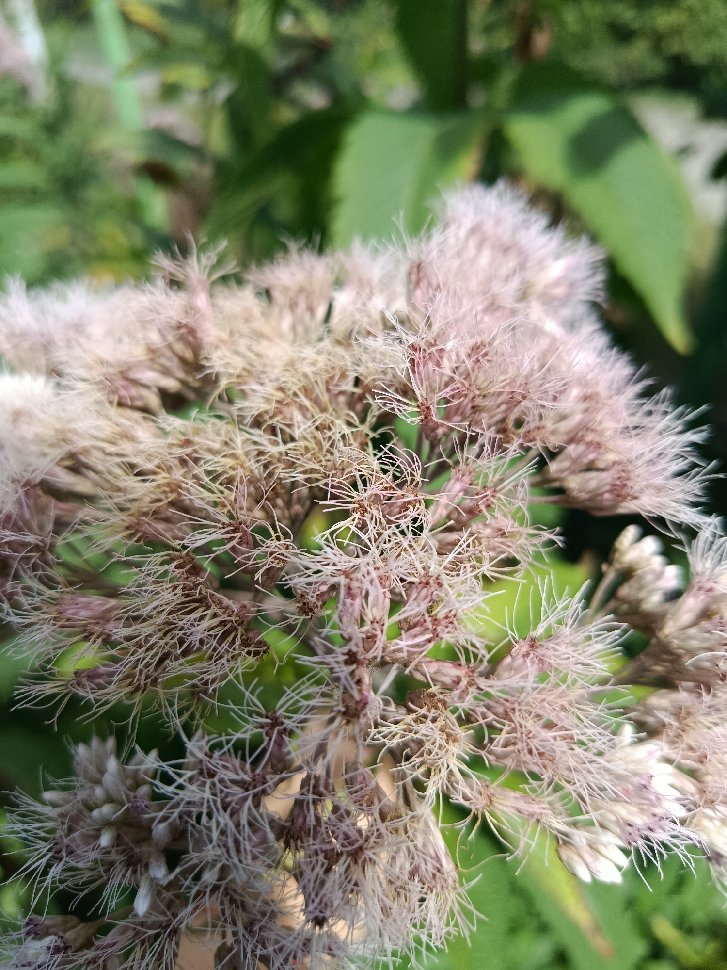 A close-up, eye-level, vertical shot captures a cluster of fluffy, pale pink flowers with thin, white, hair-like structures extending outwards. The flowers are densely packed, with some appearing more developed and feathery than others. A blurred background of green foliage suggests an outdoor setting, possibly a garden or natural area within Chik, Russia. The lighting is natural and bright, casting subtle shadows and highlighting the delicate textures of the flowers. No people or animals are visible in the frame.