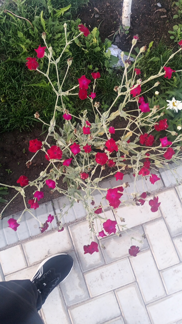 In Choktal, Kyrgyzstan, a low-angle shot captures a flowering plant with numerous small, vibrant red and pink petals, some of which are wilting. The plant's slender, pale green stems are visible, along with a few unopened buds. The background includes lush green grass and dark soil. To the right, a white daisy with a yellow center blooms, and a slender tree trunk with light-colored bark stands in the soil. In the foreground, a black athletic shoe with white stripes is positioned on light-colored rectangular paving stones. The scene appears to be an outdoor garden or park area.
