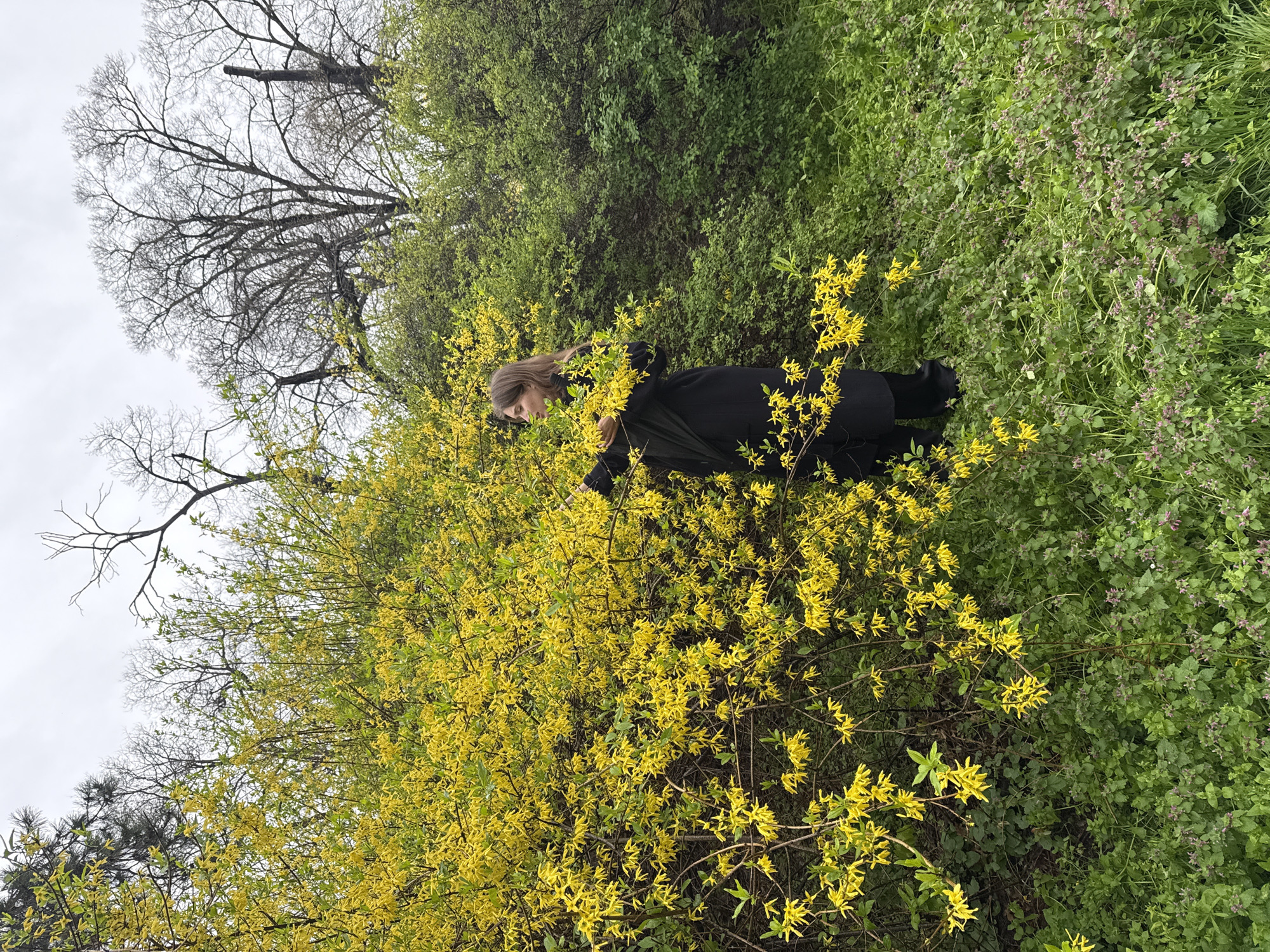 An outdoor scene depicts a young adult female standing on green ground cover beside a large, blooming Forsythia shrub under an overcast sky. The subject wears a long black coat, dark trousers, and dark shoes. Her head is turned to the left, and her left hand is positioned among the bright yellow flowers of the Forsythia. The dense Forsythia shrub, covered in abundant yellow blossoms, dominates the left and central foreground. Behind it, other green bushes and bare deciduous trees are visible against the light grey sky. The ground is covered with a mix of green grass and smaller plants featuring purplish-pink flowers. This scene is situated in Belgrade, Serbia.