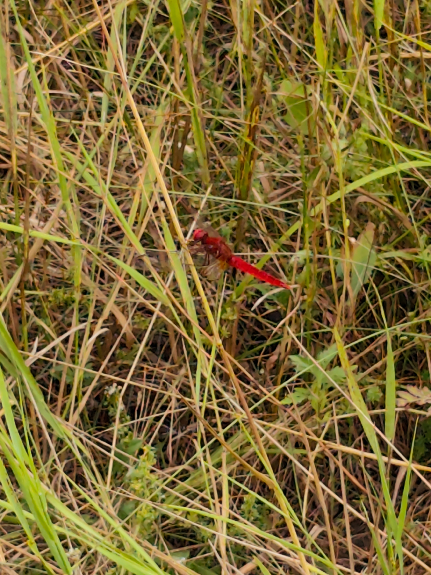 A small, vibrant red dragonfly is perched on a blade of grass in a natural setting. The dragonfly's body is a striking crimson, contrasting with the muted greens and browns of the surrounding vegetation. Its wings are delicate and appear to be partially transparent, catching the light.
The scene is dominated by tall, dry grass and some greener blades, suggesting a field or meadow. The lighting indicates it is daytime, likely late afternoon or early morning, with soft light filtering through the grass. The background is blurred, emphasizing the dragonfly as the primary subject. The overall impression is one of nature's quiet beauty, with the dragonfly adding a splash of color and life to the otherwise subdued landscape. There are no people, text, or specific events depicted. The context of Goyany, Moldova, suggests a rural or natural environment within that region.