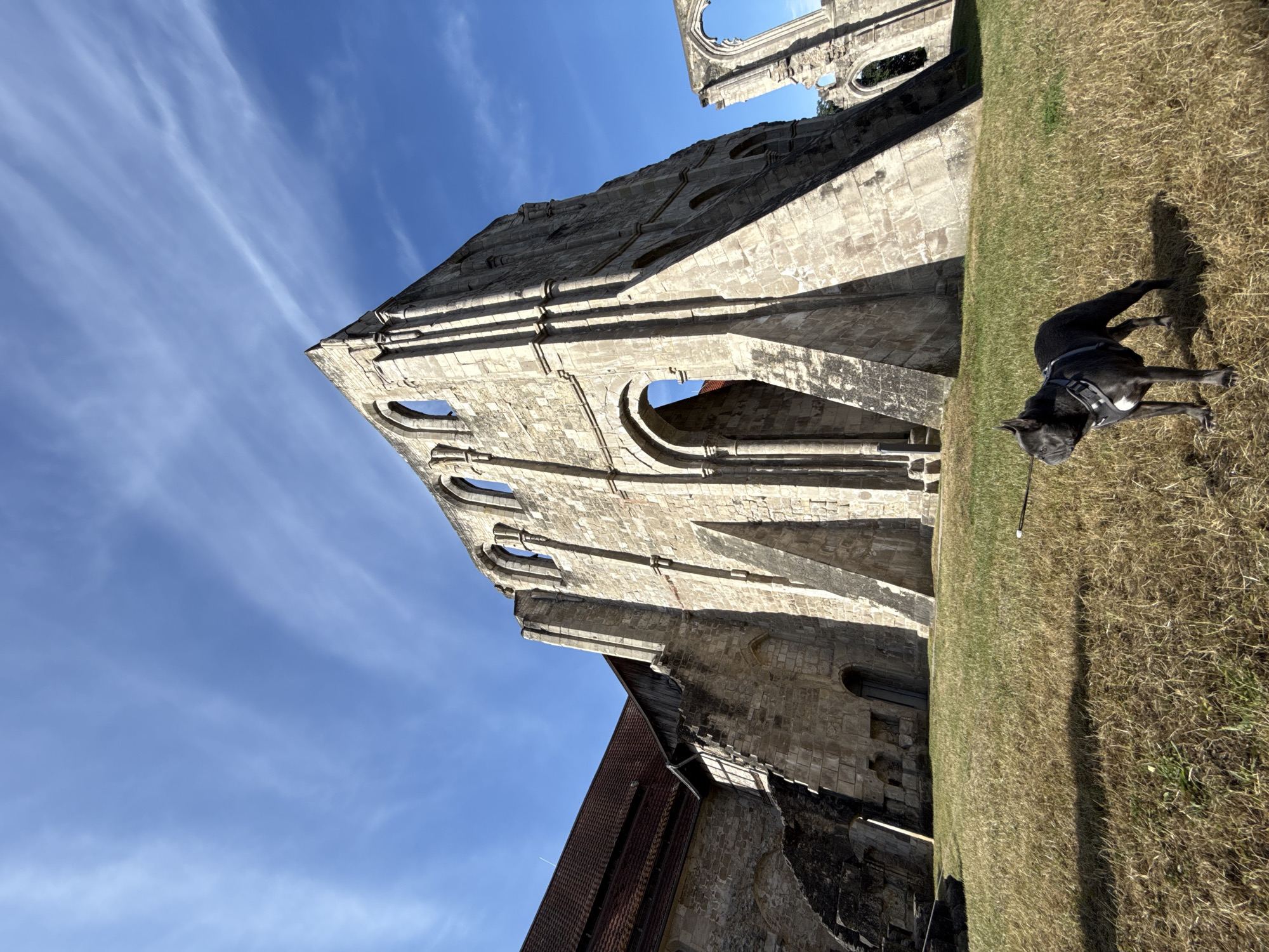 The image shows the ruins of the Walkenried Abbey in Walkenried, Germany, under a bright blue sky with wispy clouds. A dark-colored French bulldog wearing a harness stands on a dry, grassy slope in the foreground, facing left, with a leash extending out of frame to the right. The massive stone ruins of the abbey dominate the background, with tall, arched windows and weathered stone walls casting long shadows. To the left, a portion of the abbey with a red tiled roof is still intact. The overall scene depicts a historical site on a sunny day with a dog present.