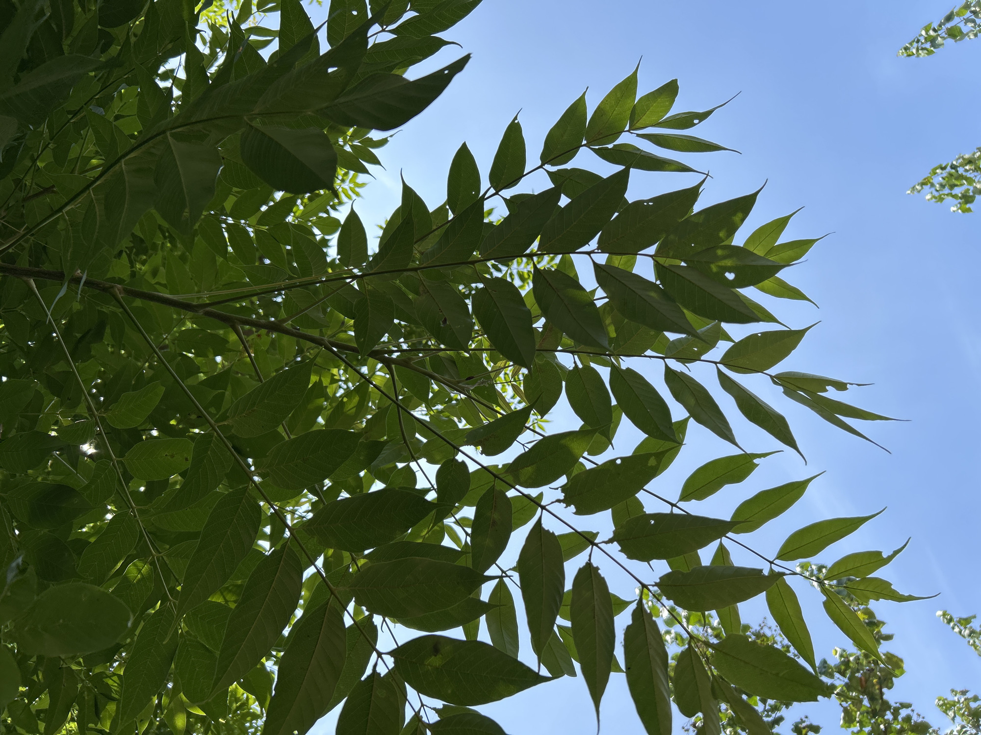 This is a low-angle, eye-level shot of a tree's branches and leaves against a clear blue sky. The leaves are a vibrant green, with some showing signs of wear, such as small holes and chewed edges. Sunlight filters through the canopy, creating dappled light and shadows. The sky is bright and cloudless, suggesting a sunny day. The image is devoid of people or any man-made structures, focusing solely on the natural elements of the tree and sky. The scene is suggestive of a park or natural area within the city of Banda Aceh, Indonesia, given the foliage and clear sky common to tropical climates.