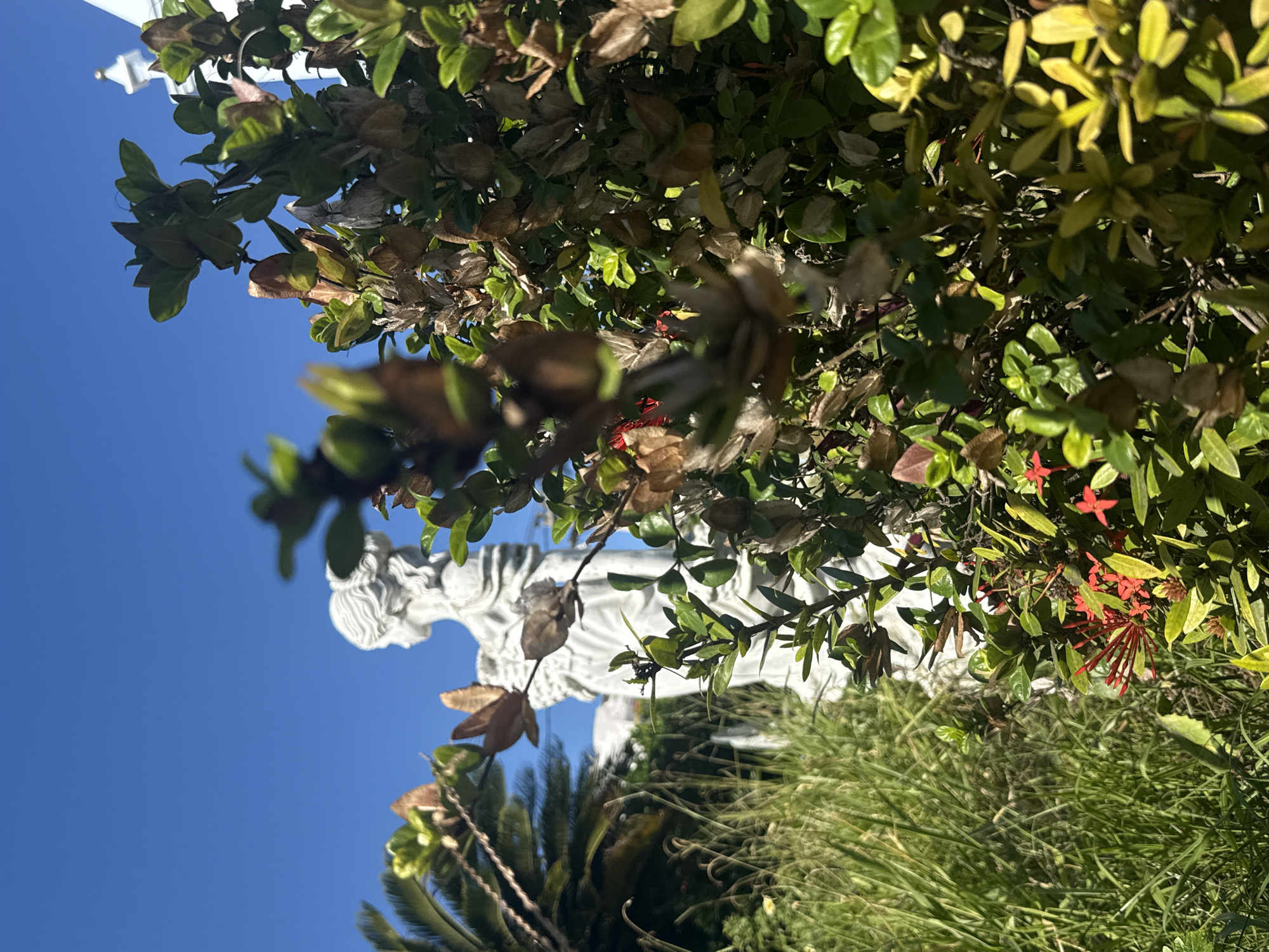 The image depicts a bright outdoor scene under a clear blue sky in Arraial do Cabo, Brazil. In the foreground, a dense cluster of green leafy plants with some dried seed pods is in sharp focus, partially obscuring the background. Small clusters of red flowers are visible within the foliage. To the left of the foliage, a stone statue of a woman with her hair styled in an updo is visible in profile, facing left. Behind the statue, a portion of a white building with a pointed rooftop ornament can be seen. Lush green grass and palm fronds are also present in the background, suggesting a garden or park-like setting. The overall impression is one of natural beauty contrasted with classical sculpture.