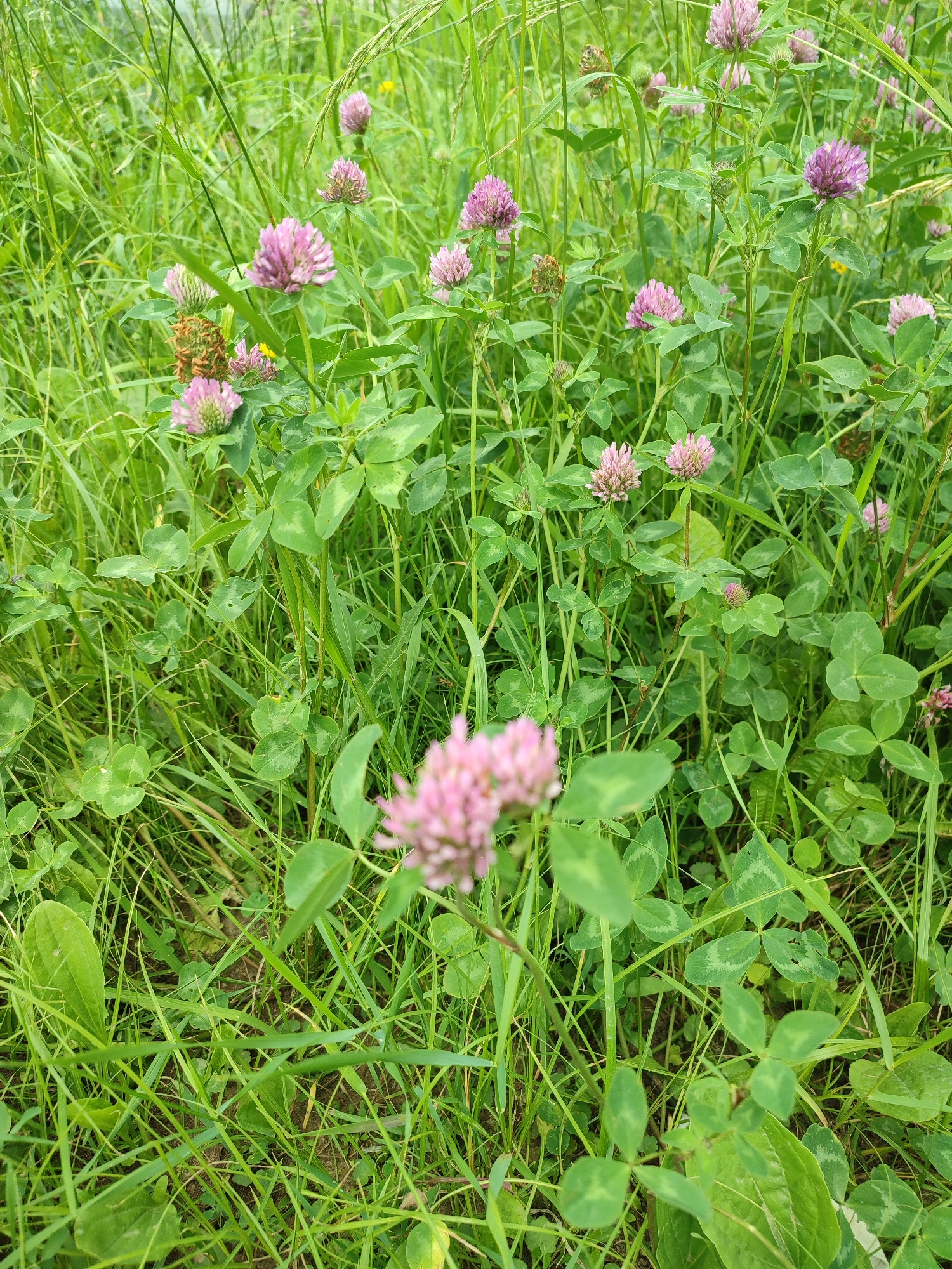 A close-up, vertical, eye-level shot focuses on a field of red clover flowers and green clover leaves, with tall green grass throughout the frame. The flowers are a soft pink to purplish hue and are clustered on stems. Some of the clover leaves are partially visible, with their characteristic three-leaf pattern. The background consists of more green grass and a blurry hint of a lighter sky or distant field. The scene is outdoors in a natural, grassy environment. The location is identified as Unknown, Unknown. There are no people or animals visible in the image.