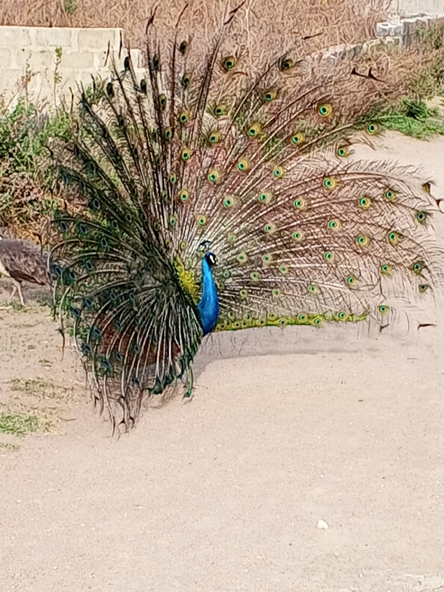 A peacock is displaying its plumage. The peacock is standing on a dirt surface, and another peacock is to the left. The background includes vegetation and a small structure. The location is Adonkolo, Nigeria.