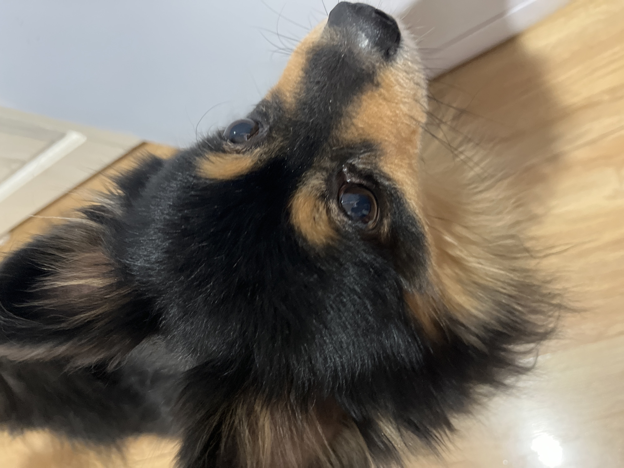 A close-up, high-angle portrait shows the head of a tri-color dog, predominantly black with tan markings on its eyebrows, muzzle, and ears. The dog is looking directly upwards, with both eyes clearly visible and appearing attentive or curious. Its dark, moist nose is also visible at the top of the frame. The fur around its face and ears is long and somewhat shaggy.
The background consists of a light wooden floor on the right and bottom, and a plain light grey or white surface (likely a wall or ceiling) at the top and left. A thin white line, possibly a baseboard or trim, separates the wall from the floor in the upper left. The lighting is soft and appears to be from an indoor source, casting subtle shadows on the dog's fur and the floor. The setting is an indoor space, likely a home, in Izhevsk, Russia. No text is visible in the image.