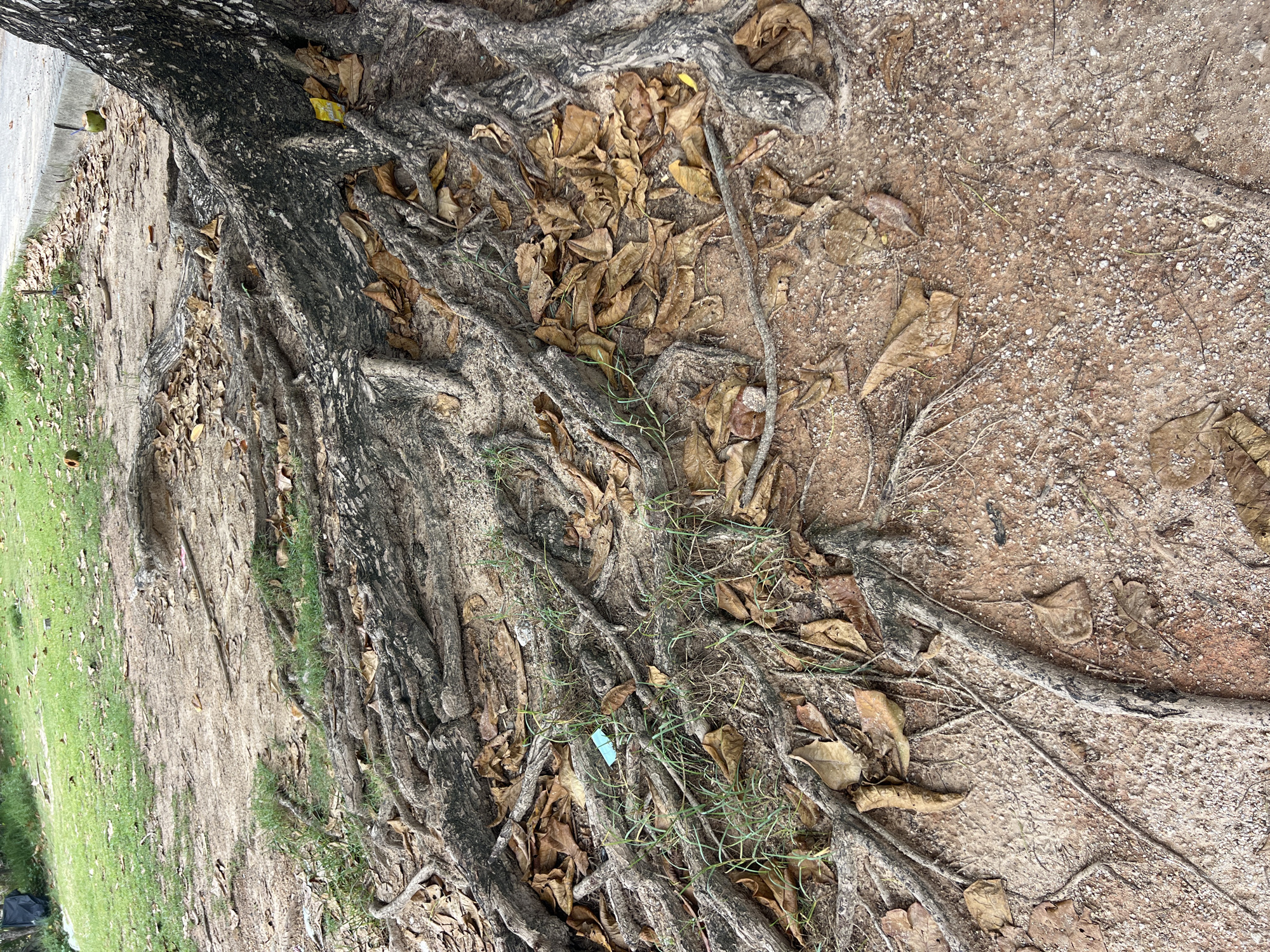 The image shows the exposed, gnarled roots of a large tree on a patch of dry, sandy soil in Choeng Thale, Thailand. The roots spread out widely, forming a complex network on the ground's surface, interspersed with fallen, dry leaves and patches of green grass. In the background, a paved surface, possibly a sidewalk or road, is visible, along with more grassy areas and a glimpse of what appears to be a trash bag. A few small green sprouts are pushing through the soil around the roots. The scene depicts an outdoor, natural environment within an urban or semi-urban setting.