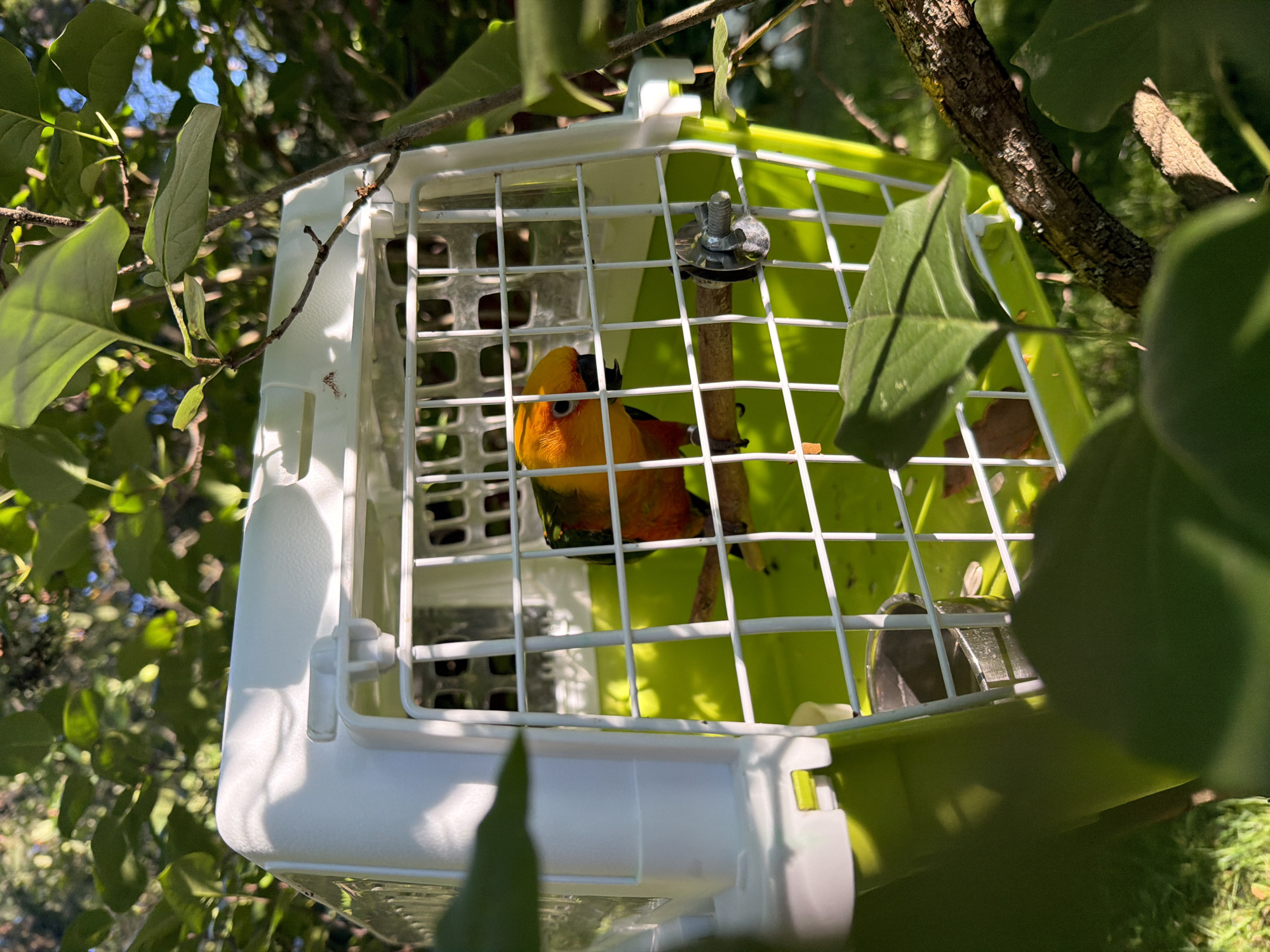 In Udelnaya, Russia, a sun conure parrot is inside a white and green pet carrier placed outdoors amidst leafy branches. The parrot, with vibrant yellow, orange, and green plumage, is perched on a wooden dowel. The carrier has a white wire mesh door and a clear plastic top. Sunlight filters through the leaves, casting shadows on the carrier and the parrot. The background shows out-of-focus greenery and a hint of a lawn.
