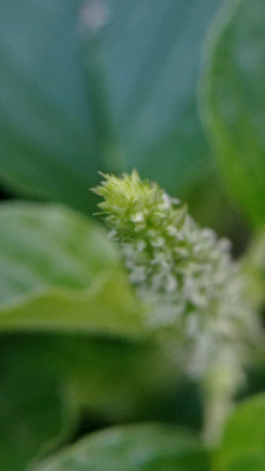 A close-up, macro shot focuses on a spiky, pale green flower spike with tiny white floral structures. The flower spike is positioned to the right of the frame, appearing out of focus with soft edges. To the left and slightly in front of the flower spike, a large, out-of-focus green leaf curves into the frame. The background is a soft, blurred expanse of green and teal, suggesting a natural, outdoor environment. The image was captured in the city of Mulyoagung, Indonesia, where such flora is common.