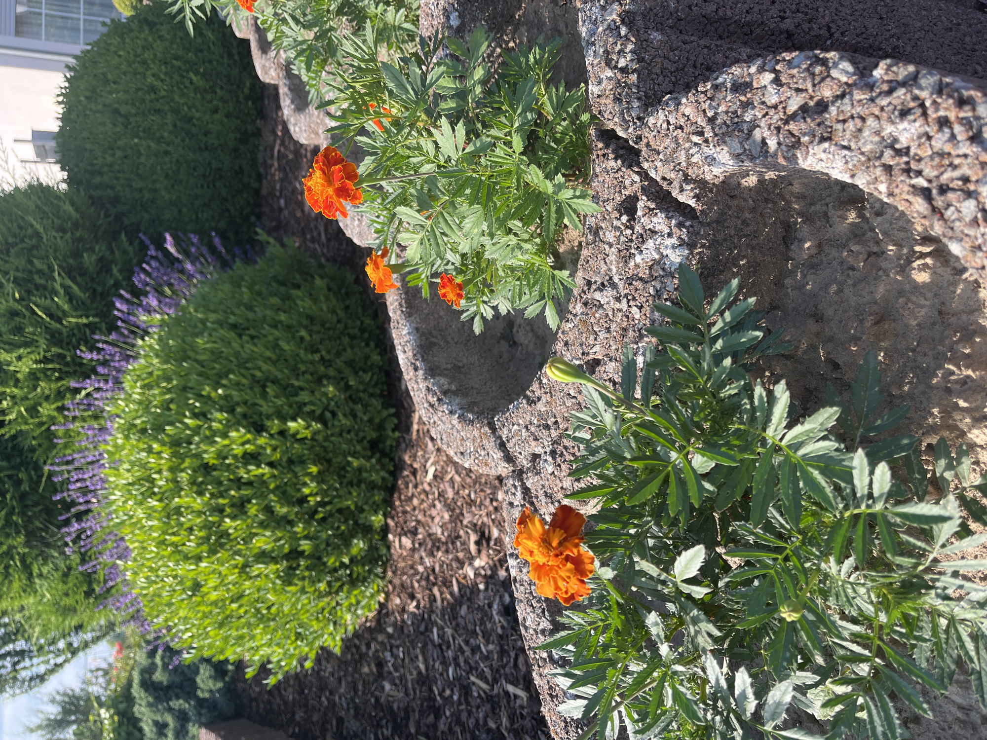 This is a close-up, rotated shot of a garden landscape, with a focus on a textured stone border and marigold flowers. The stone appears to be a rough-hewn, grey material, possibly concrete or natural rock, with visible aggregate. Several vibrant orange marigolds are blooming along the top edge of this border, their petals a rich, deep orange. The plants have feathery, green foliage. Behind the stone border, a layer of dark brown mulch covers the ground.
To the left of the stone border, there are several rounded, manicured evergreen bushes. In between these bushes, a row of lavender with its distinctive purple blooms adds a splash of contrasting color and texture. Further to the left, a portion of a light-colored building with a window is visible, suggesting a residential setting. The lighting indicates it is daytime, likely sunny, casting shadows and highlighting the textures of the stone and plants. The overall scene evokes a sense of a well-maintained garden on a clear day. No people or text are visible in the image.