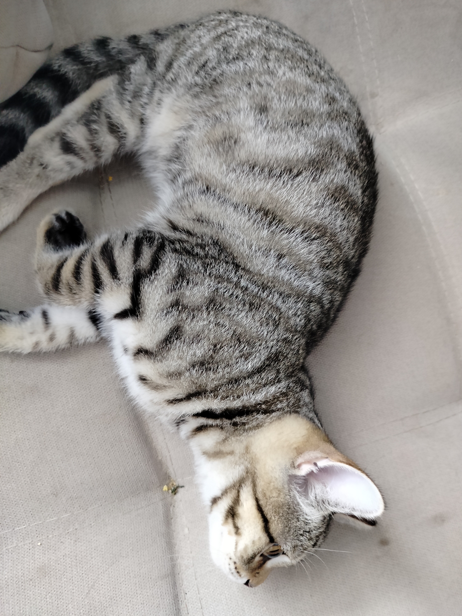A tabby cat is sleeping on a beige couch. The cat is curled up with its head resting on its paws. The couch has a textured fabric and appears to be in a living room. The lighting is soft and natural, suggesting it is daytime. There are no people visible in the image. This image was taken in Yashkino, Russia.