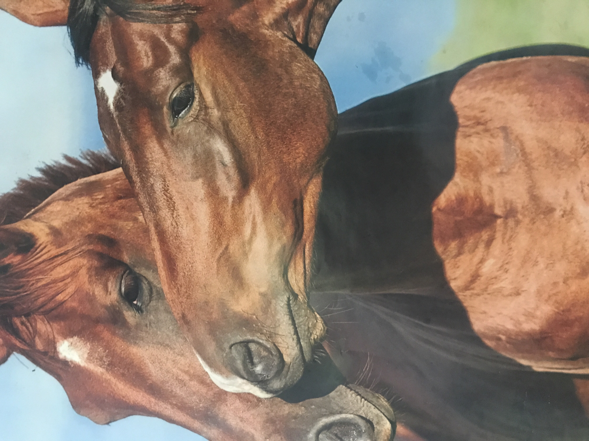 The image depicts two brown horses, likely a mare and foal, in a close embrace. The larger horse has a white blaze on its forehead. The background is a blurred mix of blue and green, suggesting an outdoor setting. There is no discernible information in the image to confirm a location in Kharkiv, Ukraine.
