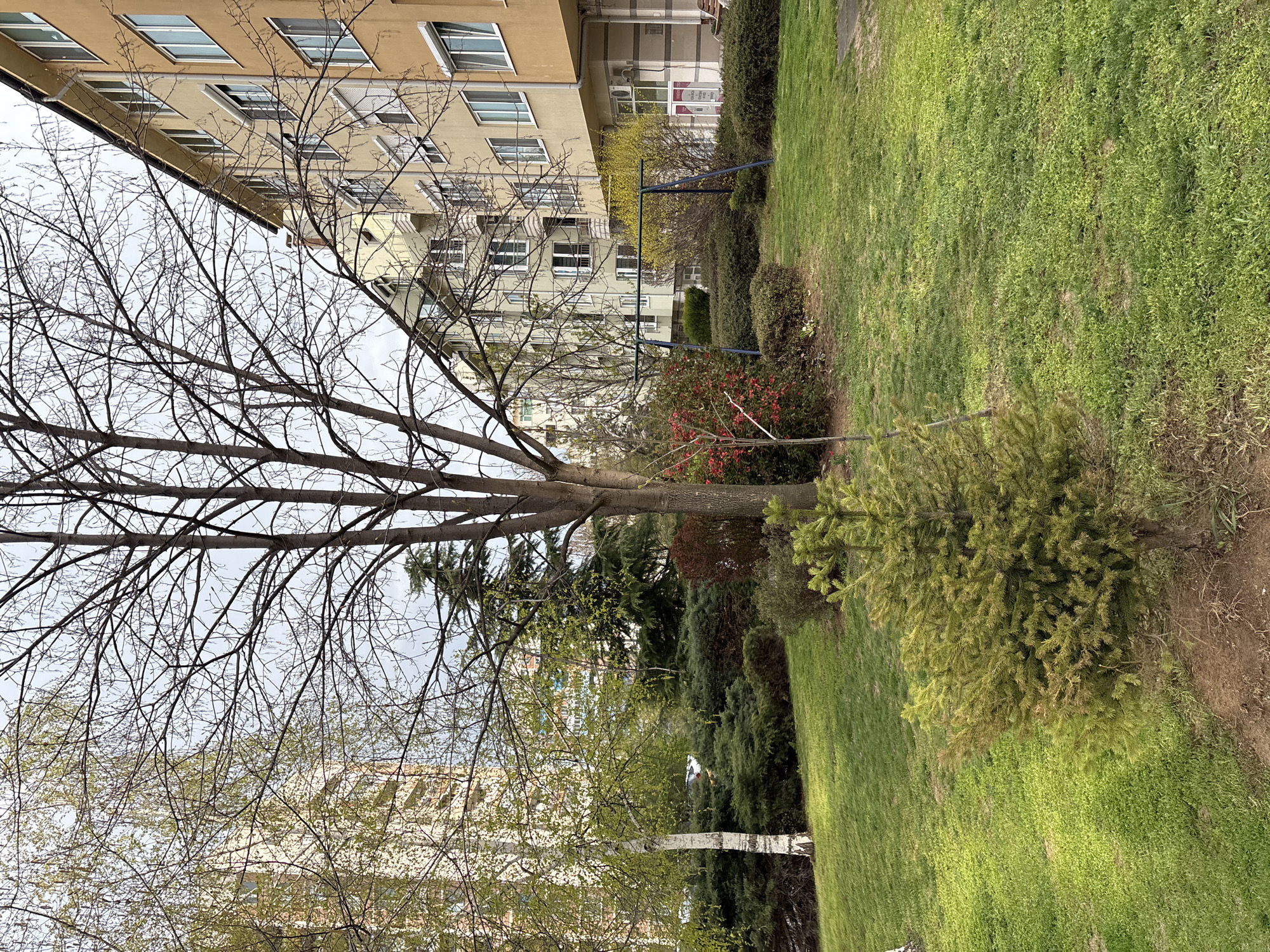 The image depicts a residential scene, likely in Sofia, Bulgaria, given the architectural style and greenery common in the city. The scene features several apartment buildings with light-colored facades and numerous windows. In the foreground, there are various trees, some with bare branches suggesting it might be late winter or early spring, while others are beginning to sprout leaves. The ground is covered in green grass, indicating a lawn or park-like area. There are also various bushes and shrubs of varying sizes and colors interspersed throughout the scene. A blue playground structure can be seen partially obscured by the foliage. The overall impression is one of a quiet, green space amidst an urban setting. No people are visible in the image.
