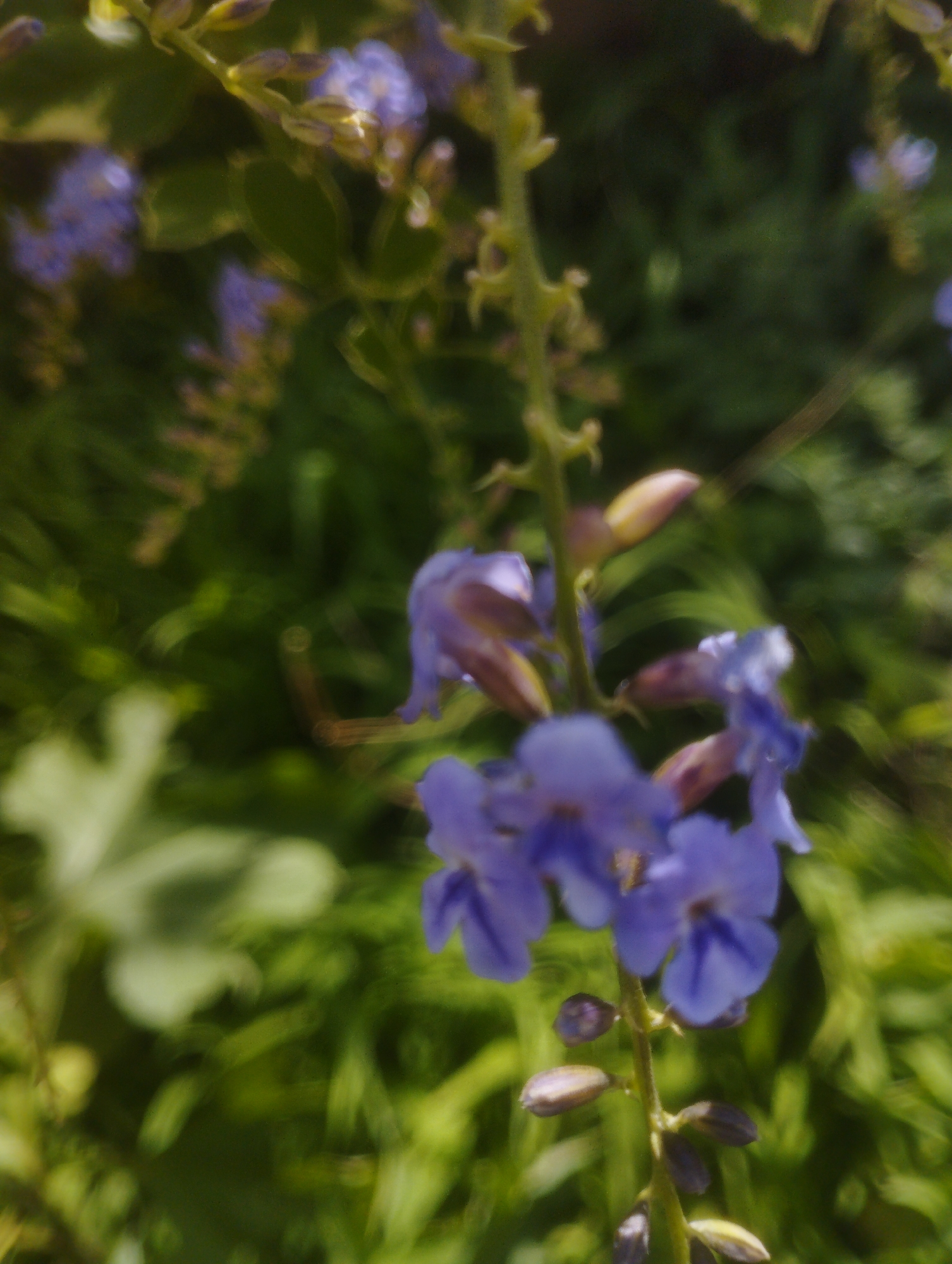 The image displays a close-up view of a flowering plant with clusters of small, purple-blue flowers and buds. The flowers are delicate and appear to be tubular in shape. The plant is set against a soft, blurred background of green foliage, suggesting an outdoor setting, likely a garden or natural landscape. The lighting indicates it might be daytime, possibly under natural sunlight, casting a gentle illumination on the flowers. The overall impression is one of natural beauty and the subtle colors of a flowering plant. There is no visible text, people, or discernible activity beyond the presence of the plant itself. The depth of field is shallow, with the flowers in the foreground being relatively in focus while the background is out of focus, drawing attention to the floral subjects. The image has a slightly soft or dreamy quality due to the focus and lighting.