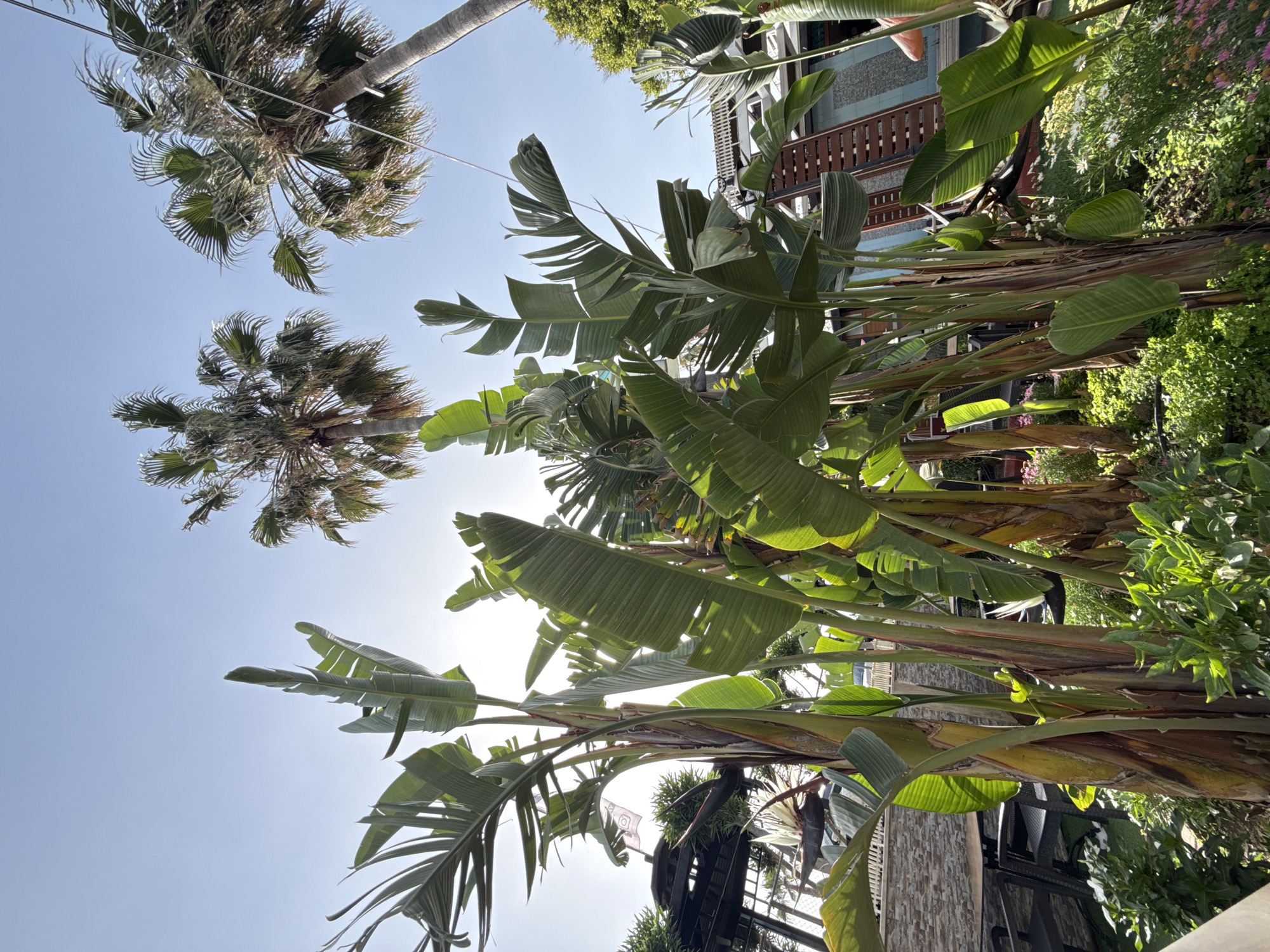 The image is taken from a low angle, looking up at a combination of palm and banana trees against a bright, sunlit sky. The trunks of the banana trees are clustered together and are surrounded by other green plants. Beyond the trees there is the side of a building with brown shutters. The image depicts a tranquil scene of tropical foliage, likely taken in Alanya, Turkey, given its climate and geographic location.
