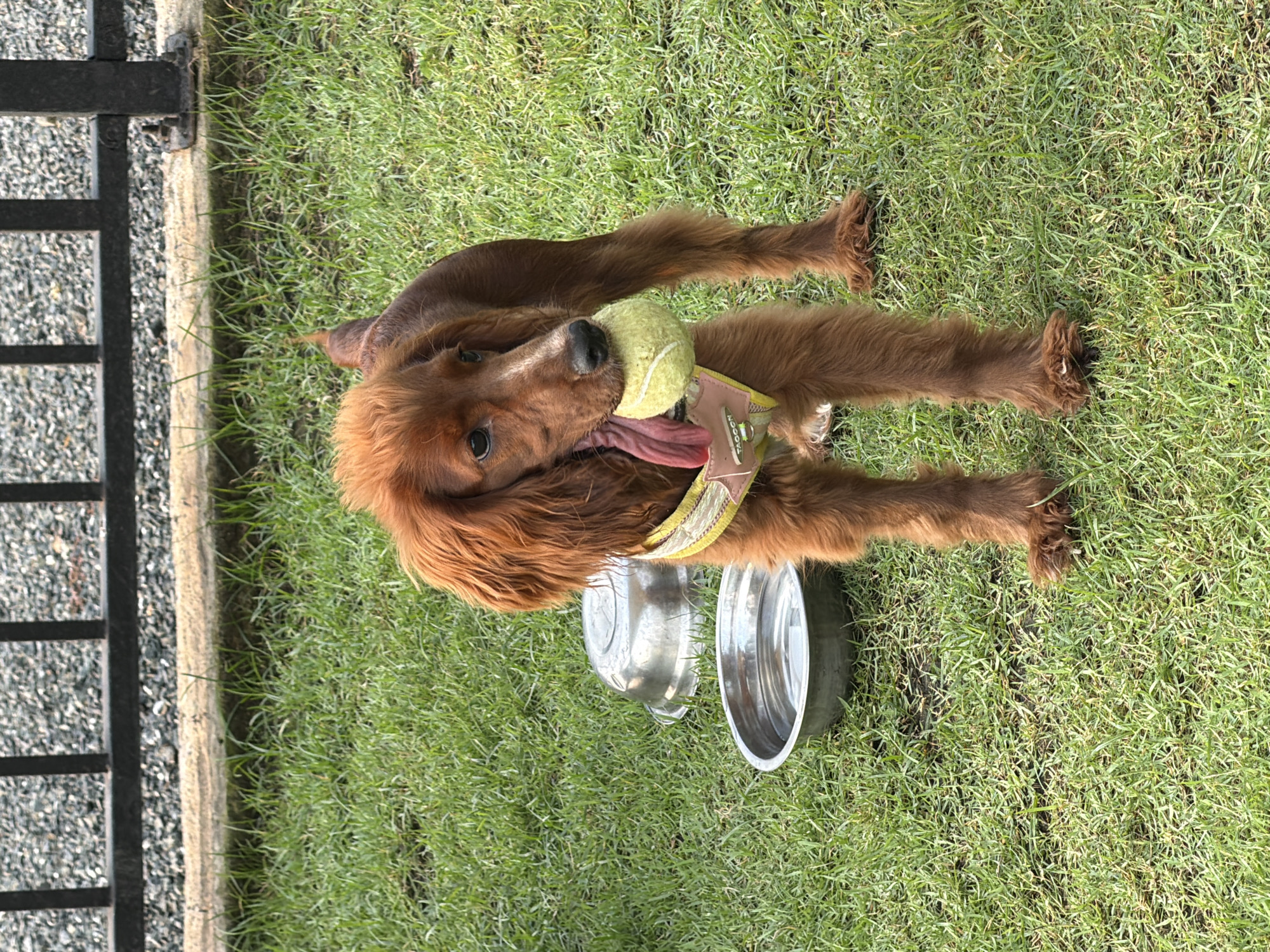 A brown, long-haired dog is lying on its belly in a grassy area. The dog holds a tennis ball in its mouth and is wearing a yellow collar. Two metal bowls sit near the dog. To the left of the grass is a black metal fence bordering a concrete walkway covered in gray gravel. The location is Tha Sala, Thailand.