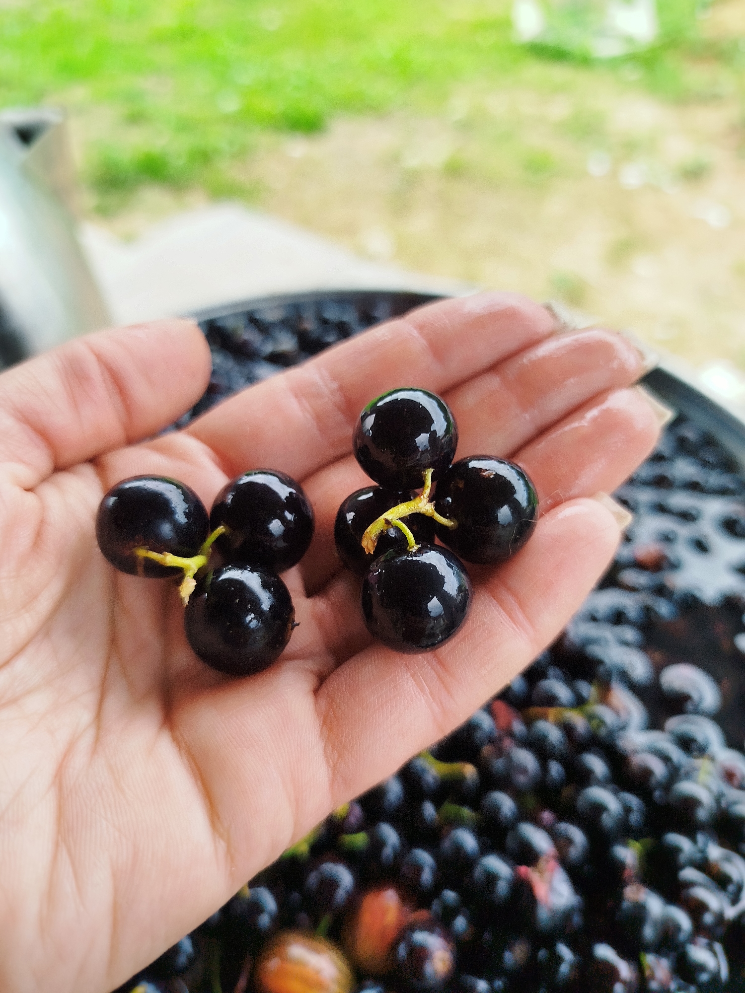 A hand, exhibiting a light tan skin tone and visible palm lines, holds a cluster of five glossy, dark purple berries. The berries are roughly spherical and attached to thin, pale green stems. Behind the hand and berries, a large, dark container is filled with more of the same berries, some appearing slightly softer and less uniformly shaped than those in the hand. The background is out of focus, showing a blurred green and yellow expanse suggestive of foliage or grass, with a metallic object partially visible on the left. The lighting appears natural and overcast. The scene is consistent with an outdoor setting, possibly in the Баравухскі сельскі Савет, Belarus, where these berries might have been recently harvested.