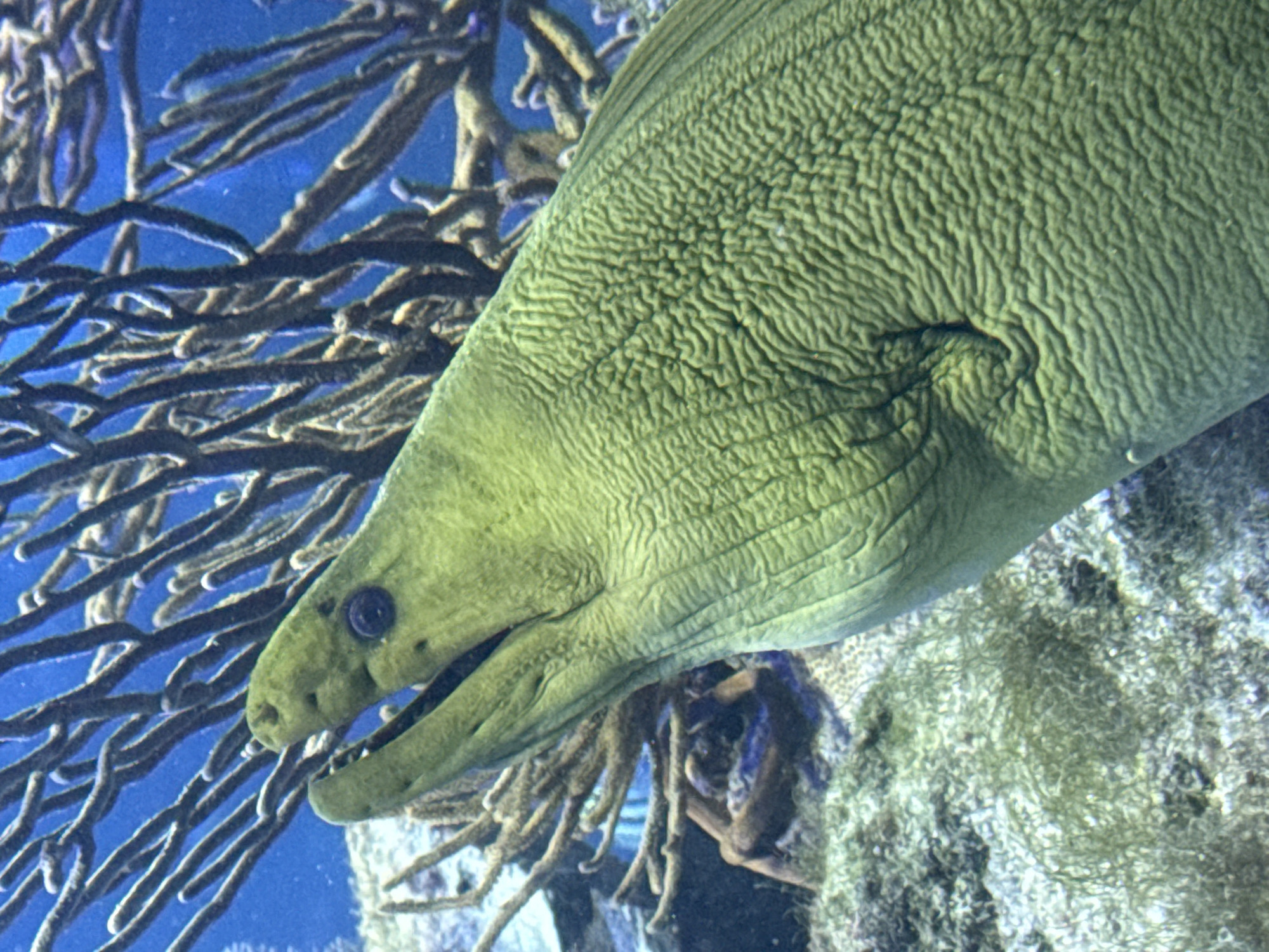 The image shows a close-up, profile view of a green moray eel in an aquarium setting. The eel's head is in the foreground, with its mouth slightly open, revealing its jaws and teeth. Its skin is a textured, vibrant green. Behind the eel, there is a dark, branching coral structure against a blue background, likely the water of the aquarium. The seafloor below is covered with sand, small rocks, and some green algae. This scene is not specific to Santa Marta, Colombia, as it depicts an underwater aquarium environment.