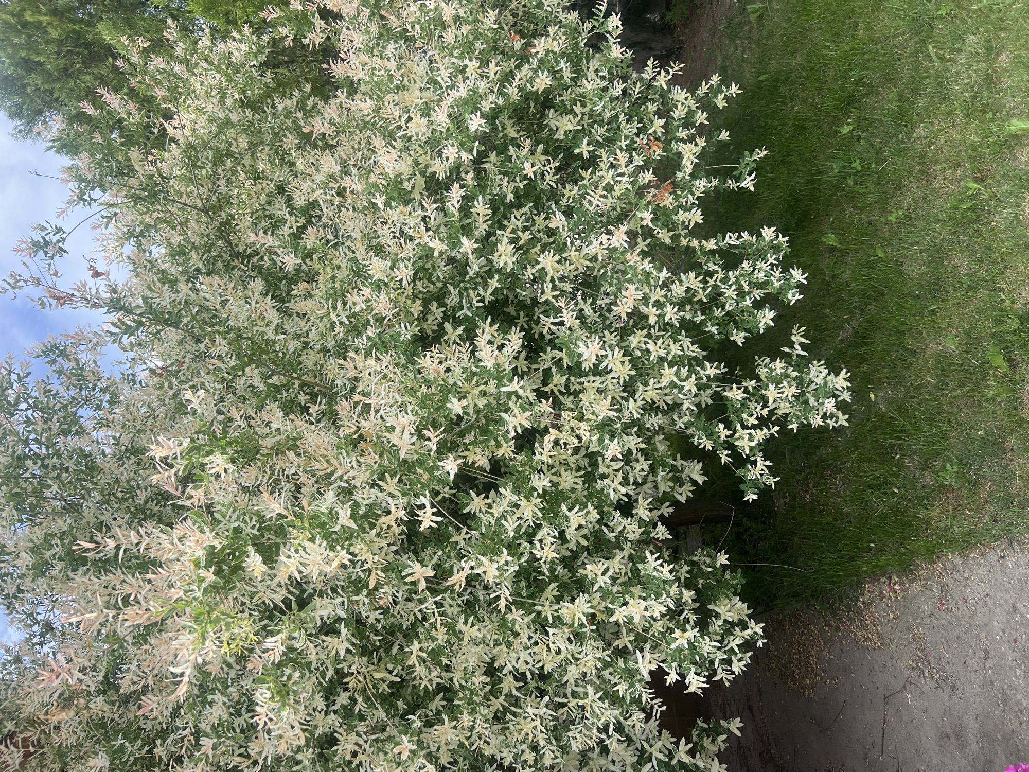 The image shows a bush with predominantly white and light green leaves, situated next to a patch of green grass and a grey paved area. The bush is densely packed with foliage. Patches of brown leaves and dark green foliage are visible within the bush. The sky is partially visible in the upper left corner. There are no people, objects or interactions visible in the image. The image is taken during daylight. The location is Herakovo, Bulgaria.