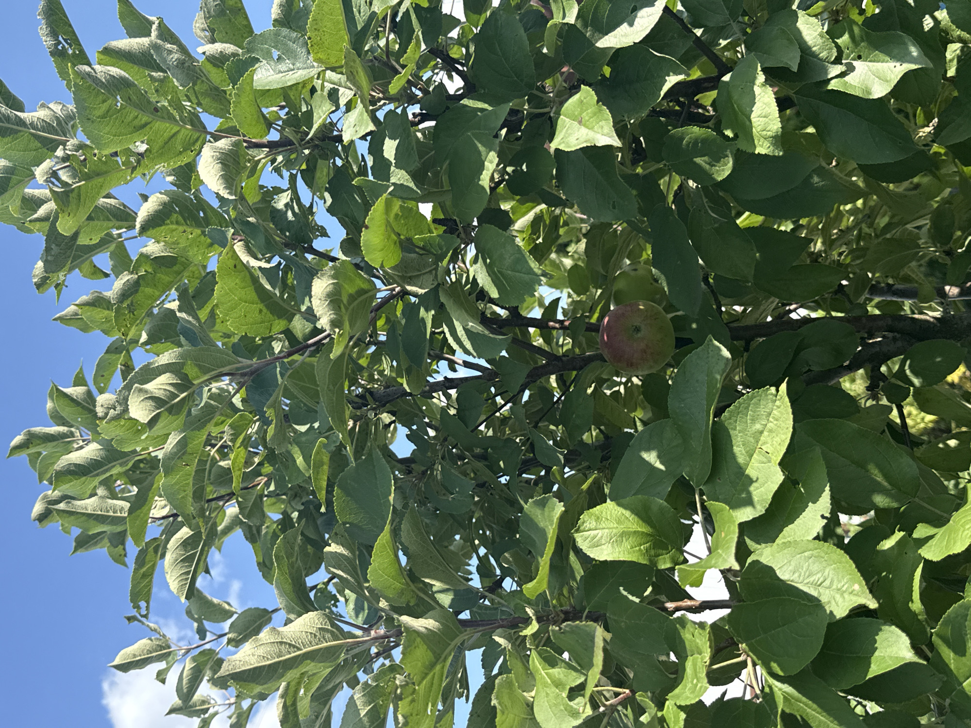 An apple tree with green leaves and a single red and green apple is shown in a low-angle shot against a bright blue sky with a few wispy clouds. The tree branches are dark brown. The image was taken outdoors on a sunny day. No people or animals are visible in the image. The location is described as Arzyanka, Russia.
