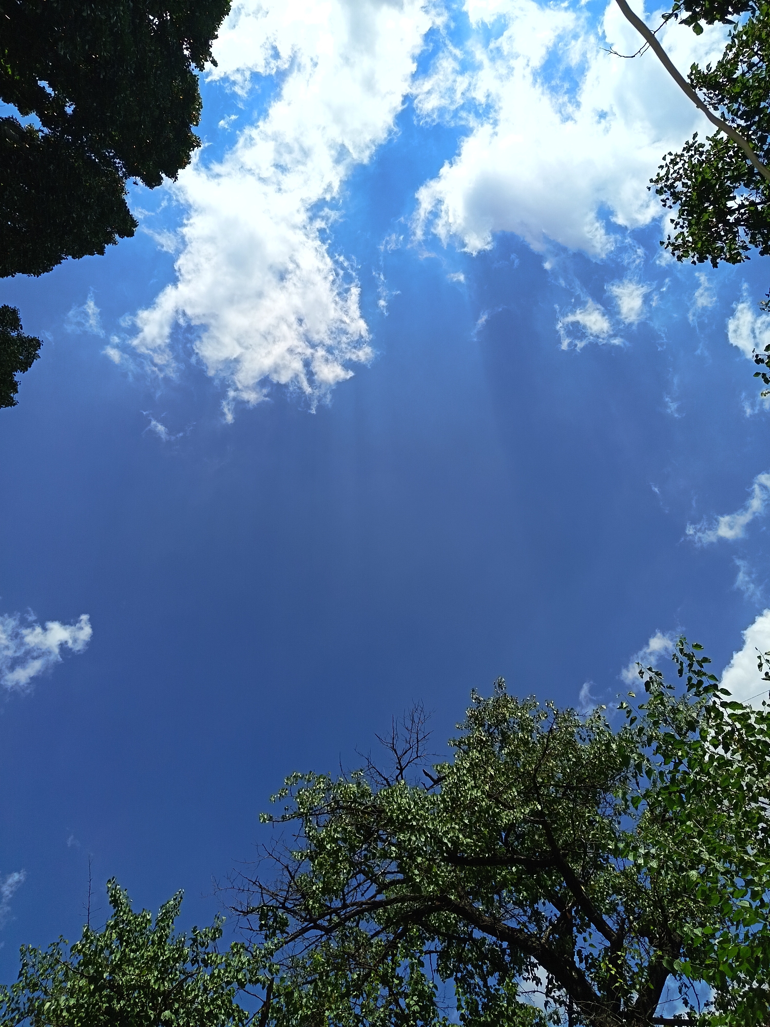 The image shows a view looking up at a clear blue sky with scattered white clouds. The tops of trees with green foliage frame the sky from the edges, creating an impression of looking up from within a park or wooded area. There are no people or specific city landmarks visible in this image. The overall scene is natural and depicts a bright, daytime sky.