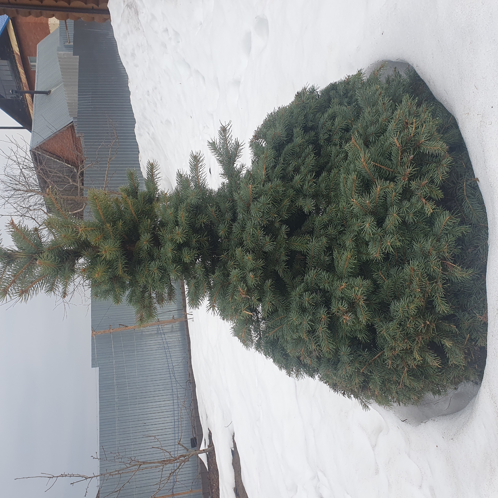 The image shows a small evergreen tree partially surrounded by snow. The tree is situated in what appears to be an outdoor area, with a building featuring corrugated metal siding visible in the background. Bare tree branches are also visible. The location is Chaikovsky, Russia.