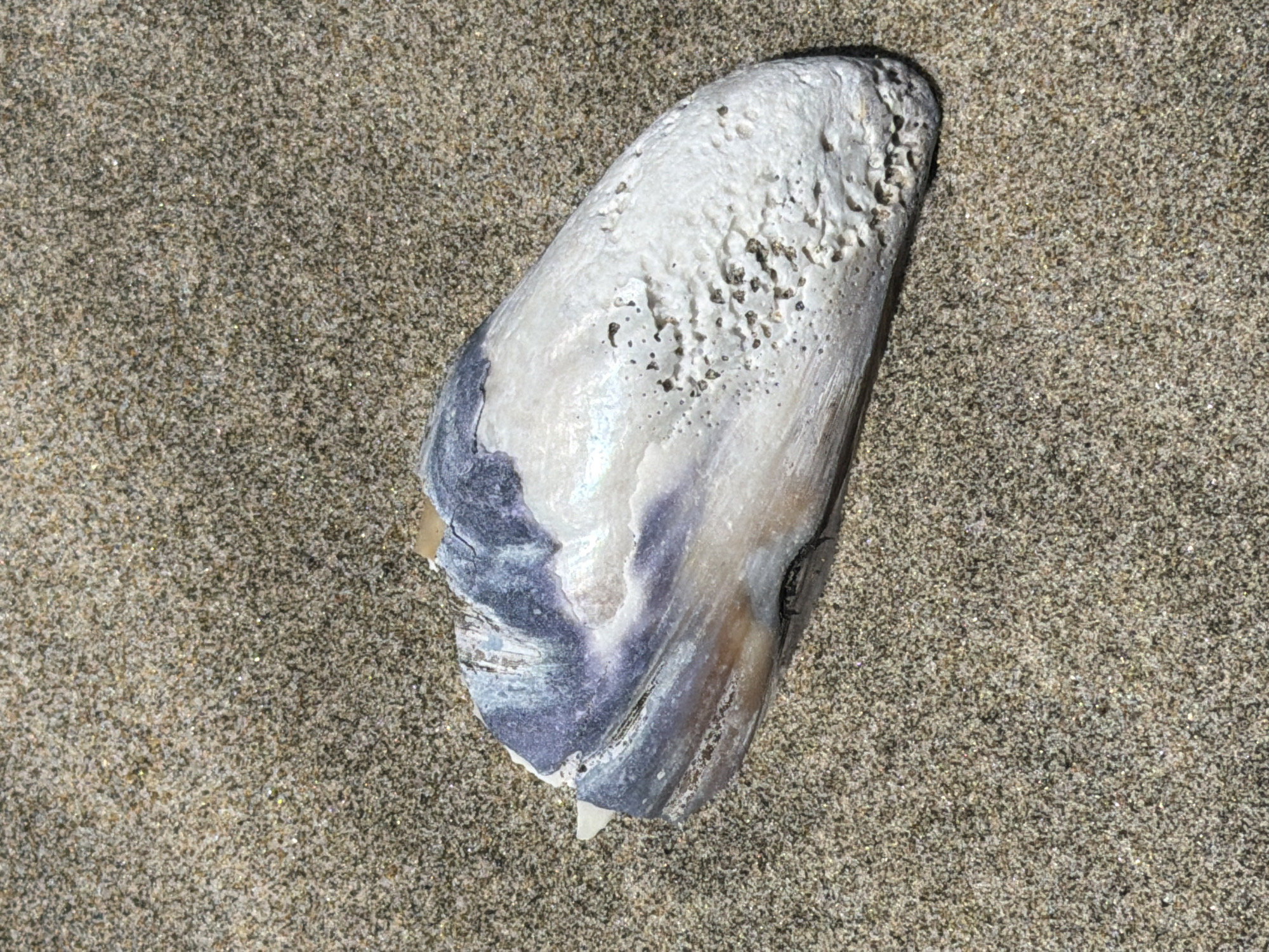 A broken piece of a seashell rests on a sandy beach in Cannon Beach, Oregon. The shell is primarily white with iridescent blue and purple markings. The sand is a light brown color with visible grains. The image is a top-down view.