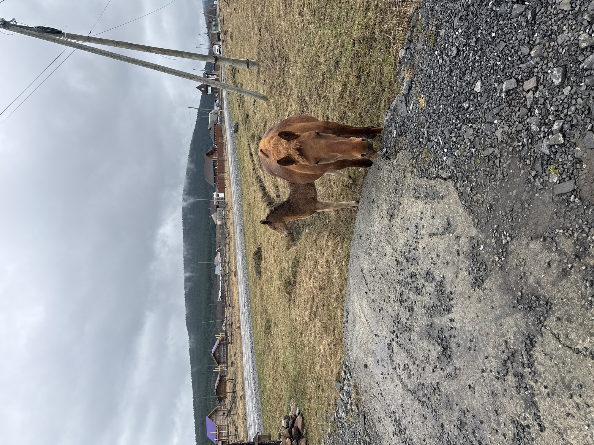 The image depicts a rural scene in Tyulyuk, Russia. A brown mare and her foal stand near a paved area at the edge of a grassy field. In the background, there's a village with houses, a dirt road, power lines, and a mountain range under a cloudy sky. The terrain is uneven.