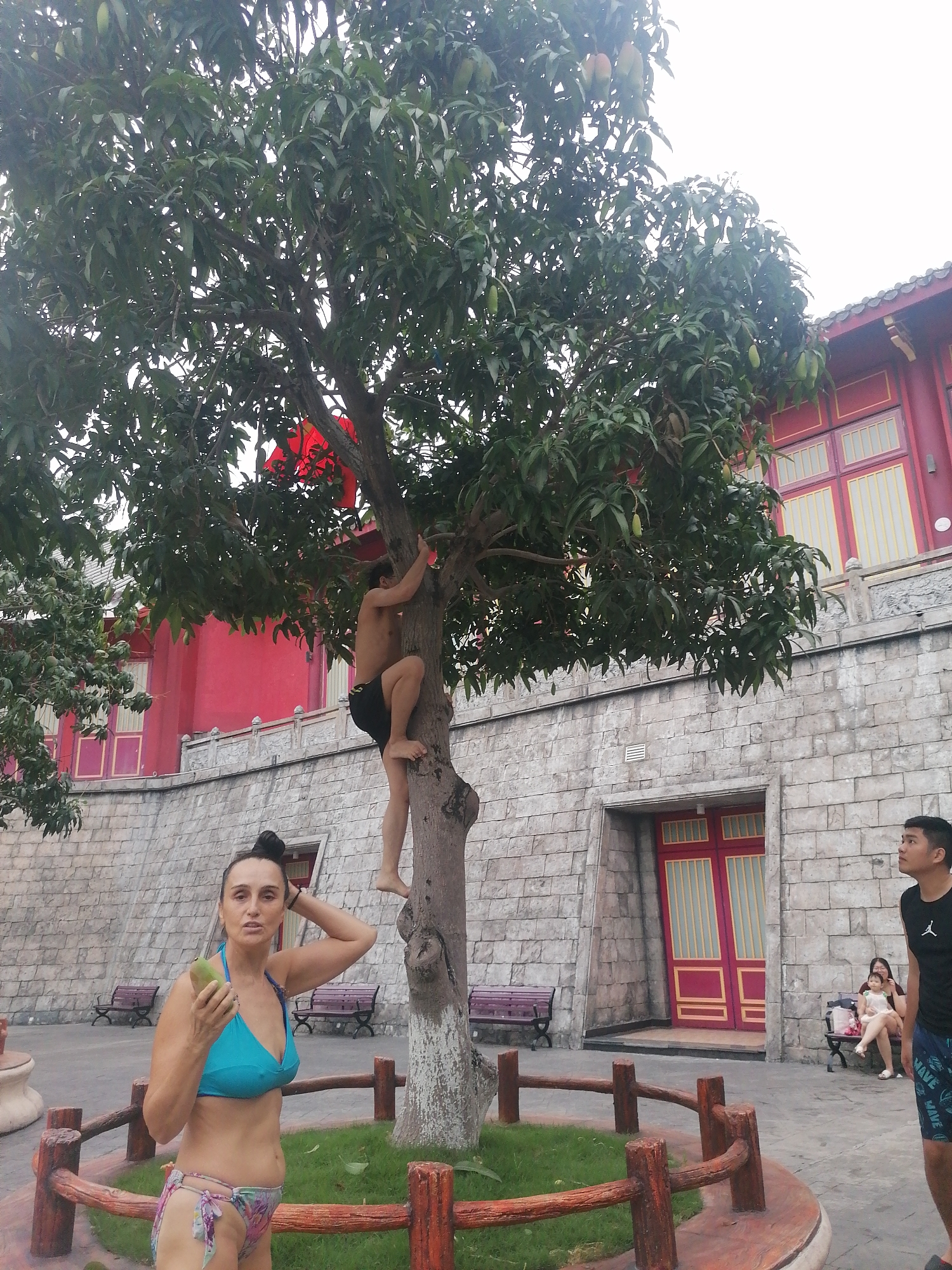 A wide shot shows a tree with a man climbing it, a woman holding a mango, and another person standing nearby, all within the Bai Chay Ward, Vietnam. The man is shirtless, wearing dark shorts, and is midway up the tree's trunk. The woman stands near the base of the tree, holding a green mango, dressed in a blue bikini top and patterned bottoms. To the right, a male wearing a black shirt and patterned shorts looks upward. Behind the tree is a low stone wall and a building with red window frames. Benches are placed against the wall, with other people seated on one of them. The tree is surrounded by a small wooden fence and some grass. The weather appears overcast.