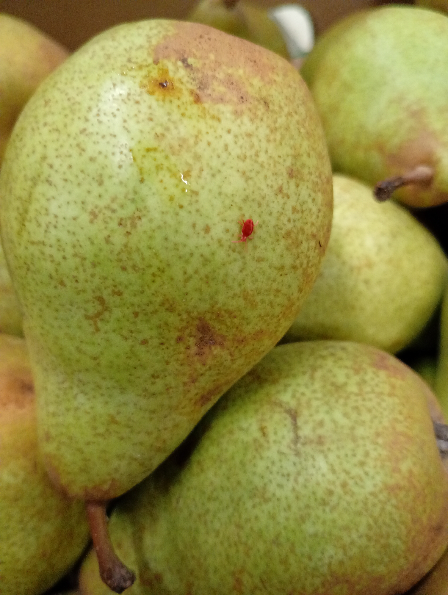 A close-up, high-angle shot captures a cluster of ripe green-yellow pears, possibly at a market or in storage in Kabile, Bulgaria. The foreground is dominated by a single pear, its skin a mottled blend of light green and yellow, with areas of reddish-brown russeting and numerous small brown speckles (lenticels). A prominent detail is a tiny, bright red insect or mite resting on the skin of this central pear. Small glistening drops of liquid are also visible on its surface.
Behind and below the main pear, several other similar pears are visible, mostly blurred, indicating depth of field. Their stems, dark brown and woody, protrude from their tops, some clearly in focus. The pears exhibit characteristic irregular shapes, wider at the bottom and narrowing towards the stem. The overall impression is one of natural, unpolished fruit, with minor imperfections common to fresh produce. The lighting is soft and even, highlighting the textures and colors of the pear skins. There is no visible text in the image.