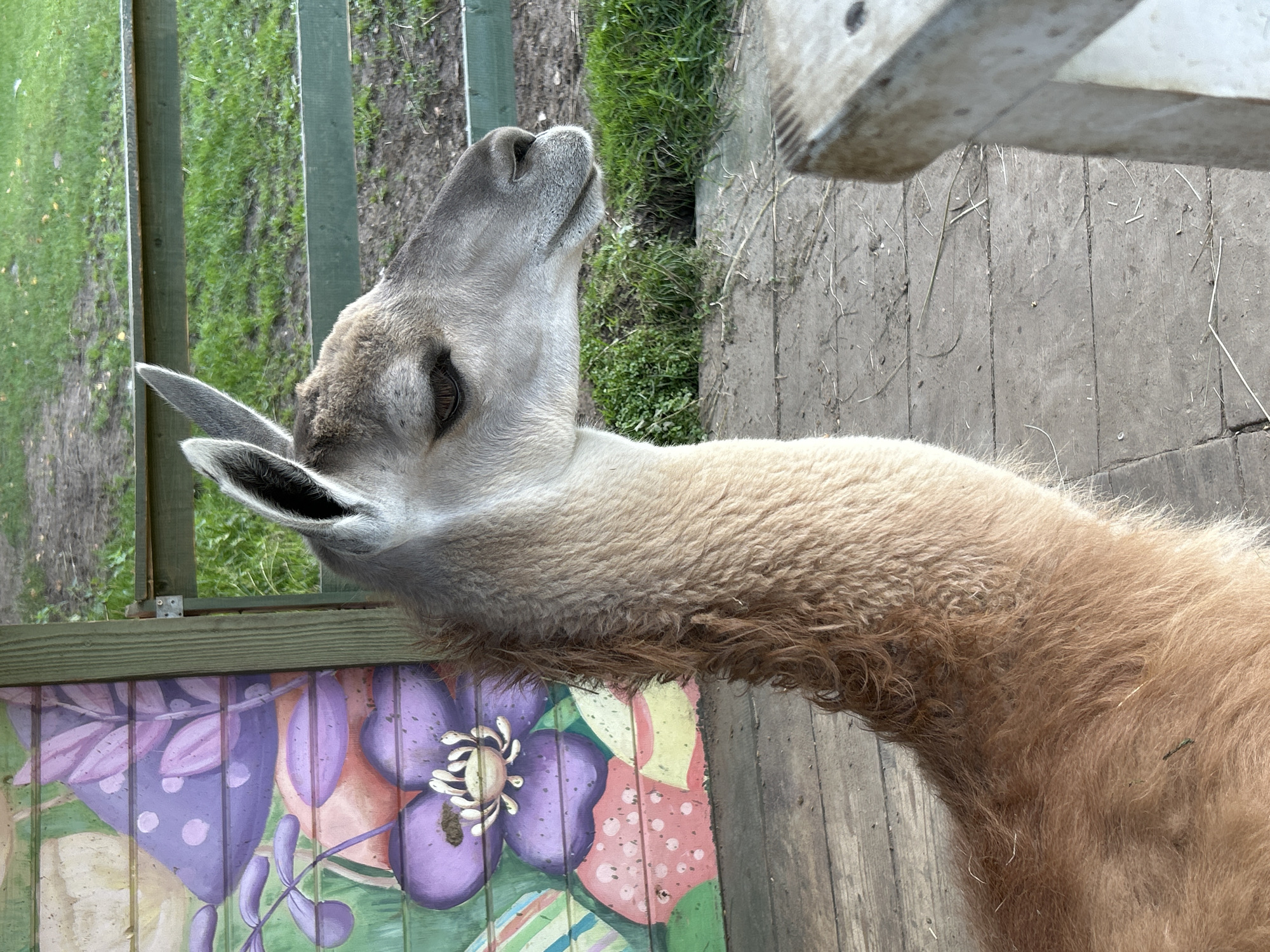 The image shows a close-up of a llama's head and neck, facing to the right. The llama has light brown fur and distinct grey markings on its face and ears. It is standing on a wooden platform, with a colorful mural of flowers and mushrooms painted on a wooden wall behind it. To the right of the llama, a green wooden fence encloses a grassy area. In the foreground, a portion of a wooden bench is visible. The scene appears to be outdoors, possibly at a petting zoo or farm. The location is identified as Romashkovo, Russia.