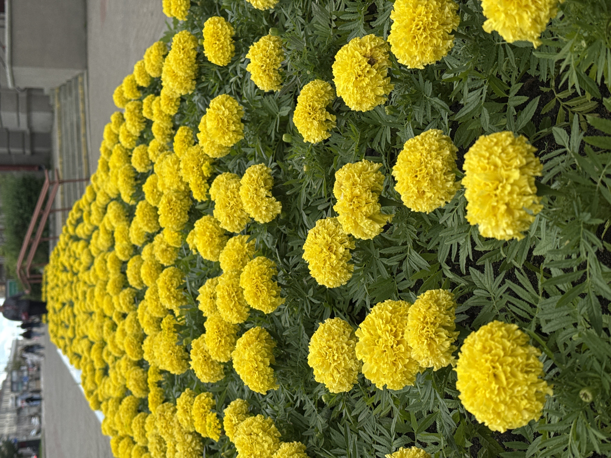 A low-angle, vertical shot captures a dense planting of bright yellow marigolds in a city park or public space in Minsk, Belarus. The flowers fill the foreground and middle ground, with the petals appearing fluffy and slightly ruffled. Dark green foliage serves as a backdrop. In the background, a pathway or sidewalk is visible, lined with more marigolds, and further back, a building with a concrete facade and stairs can be seen. Several pedestrians, blurred due to distance and motion, are walking on the pathway. One individual in the far background is wearing a dark jacket and red bag. The lighting appears overcast.