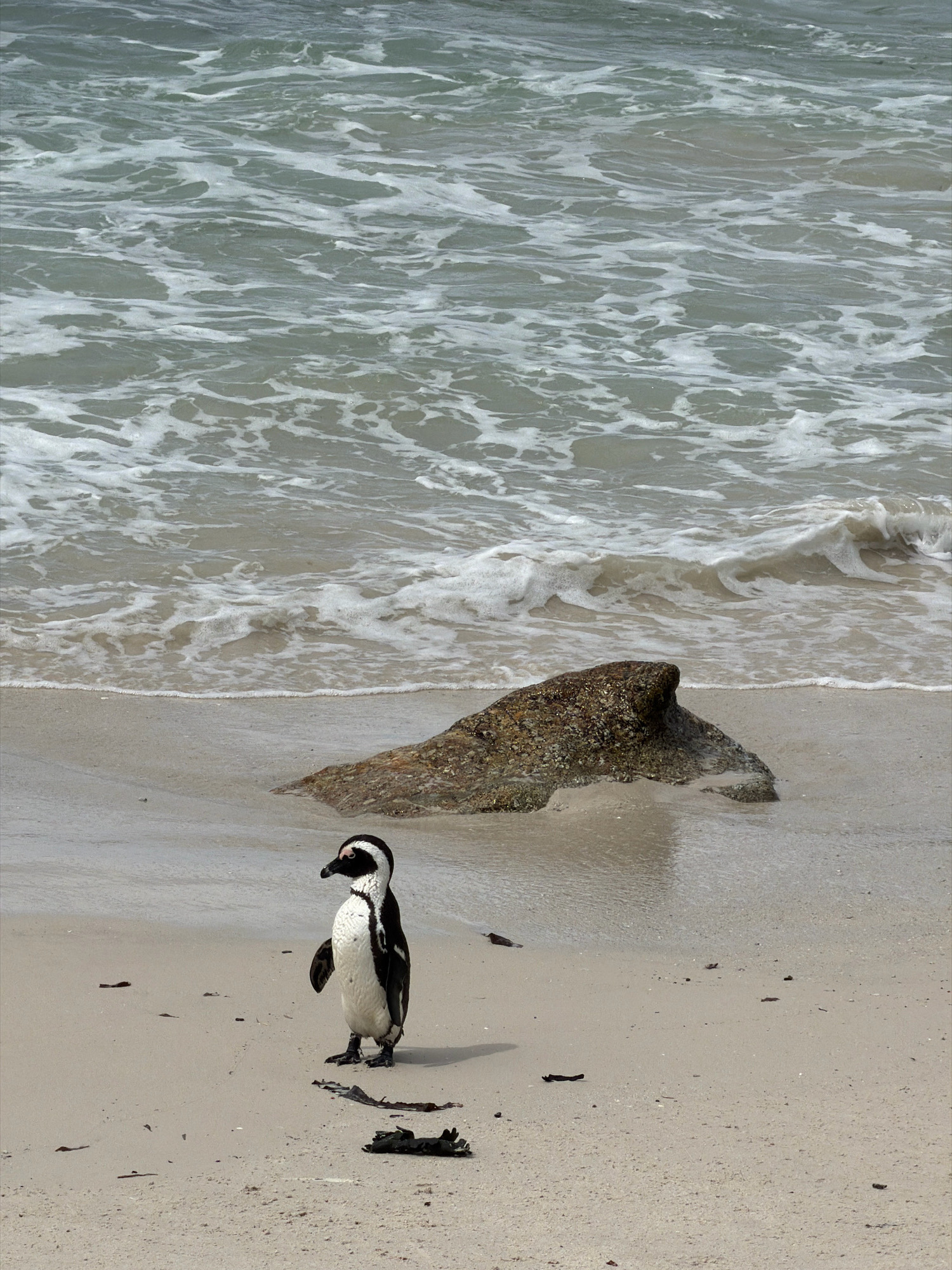 A lone African Penguin stands on a sandy beach near the water's edge in Simon's Town, South Africa. The penguin is facing right, with its black and white plumage clearly visible. Behind the penguin, gentle waves with white foam break on the shore. To the right of the penguin, partially submerged in the shallow water, is a large, dark, rough-textured rock. The sand is mostly flat with a few scattered pieces of dark seaweed. The water is a muted grey-green, and the sky above is not visible in the frame.