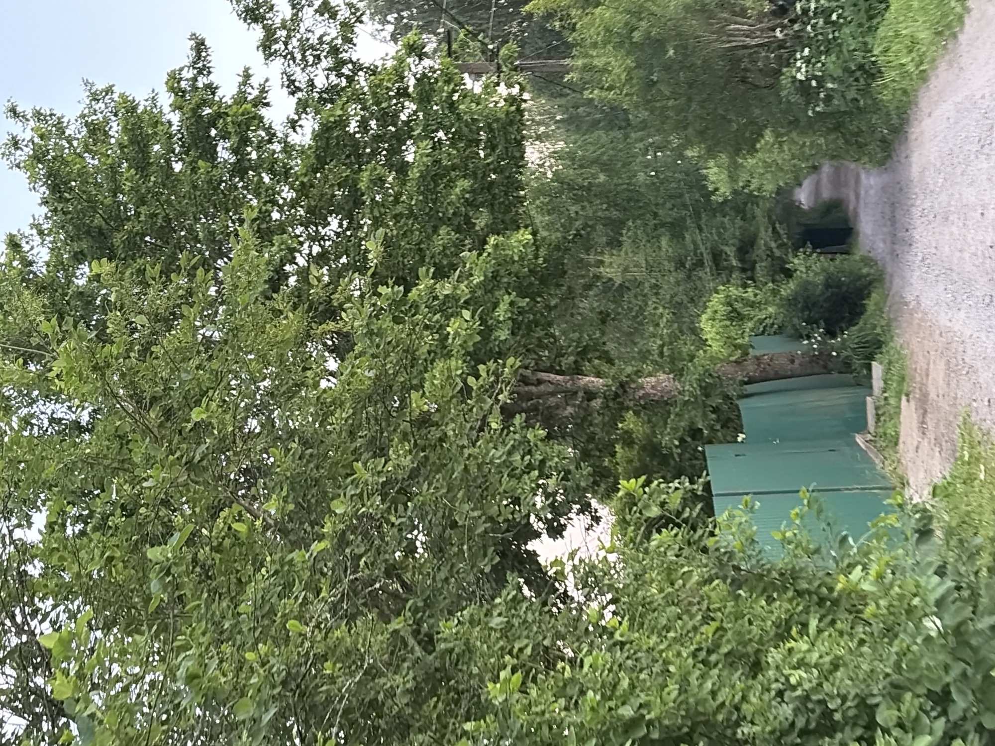 An exterior medium shot shows a gravel path leading into a dense, tree-lined area. The path is flanked on the left by a tall, green, corrugated metal fence and lush green bushes. On the right, the path is bordered by trees and foliage, with white flowers visible in the foreground. A large tree with a textured bark trunk stands prominently on the left side of the path, its branches reaching overhead. The sky above is clear and light blue. The scene appears to be a rural or suburban setting.