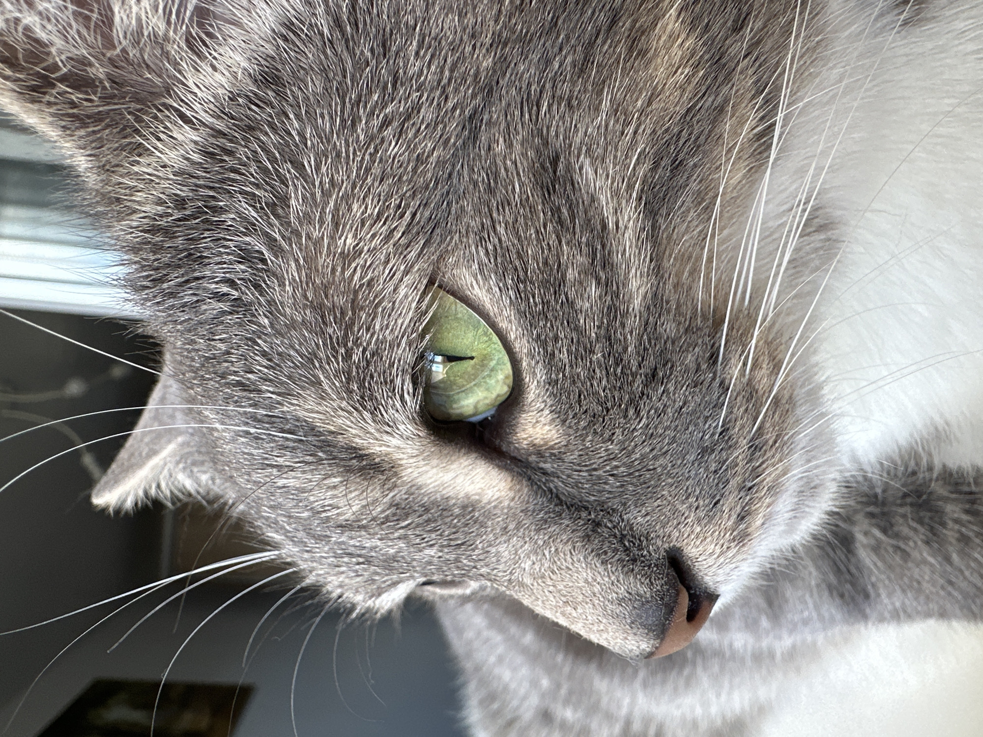 A close-up, profile view captures a domestic cat's head and upper body. The cat has gray and white fur, with prominent white whiskers. Its left eye, a vibrant green, is in sharp focus, reflecting light. The cat appears to be looking to the left, out of frame. The background is softly blurred, showing hints of a window and possibly a picture frame. The lighting suggests it is daytime. The cat is positioned indoors, near a window.