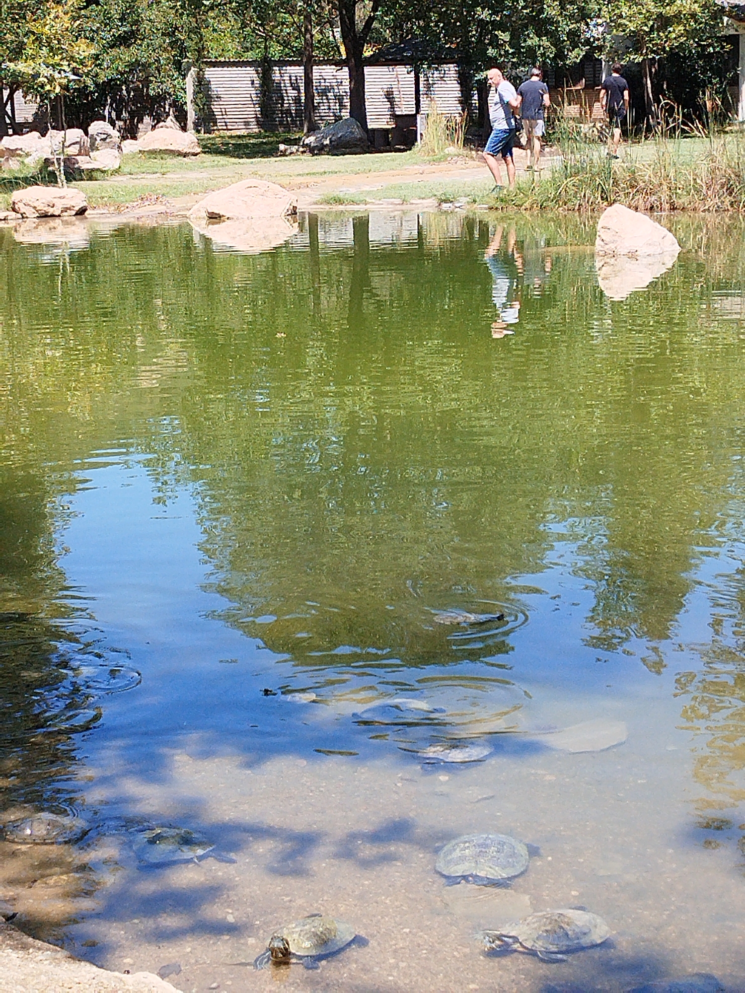 The image shows a pond with clear, shallow water, revealing the sandy bottom and several turtles. Three people are visible on the bank of the pond, standing near some trees and a wooden fence. The water reflects the surrounding trees and sky. The overall scene depicts a natural setting with human presence. The location is not General Todorov, Bulgaria.