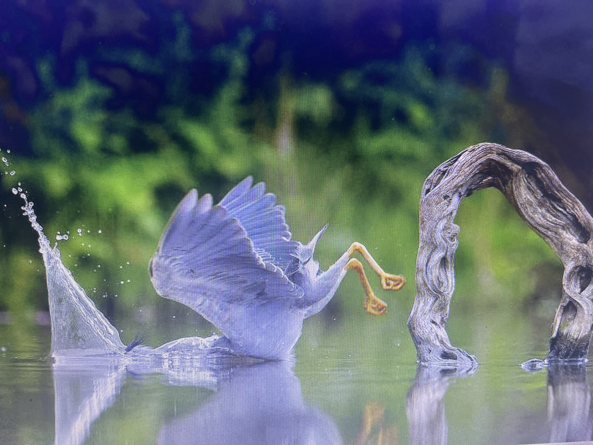 A bird, possibly a heron, is captured mid-action in a body of water, with its wings spread and legs extended. A large splash of water erupts to the left of the bird. To the right, a twisted, weathered piece of driftwood arches over the water. The background consists of blurred green foliage and dark blue shadows. The scene appears to be in a natural or semi-natural environment, likely a pond or marsh. There is no indication of the city of Stary Oskol, Russia, or any urban elements within the image.