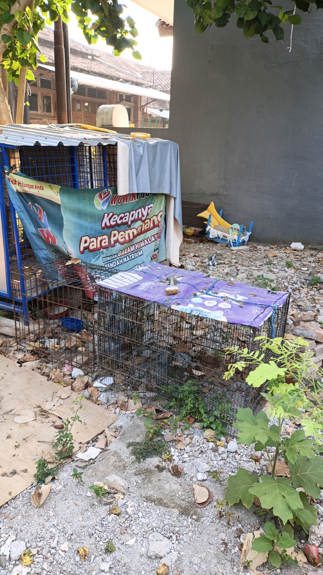 The image depicts an outdoor scene in Cikal, Indonesia, characterized by a cluttered environment with several wire cages and debris. In the foreground, a large wire cage is covered with a purple fabric that has a pattern on it, and it appears to contain small animals, possibly rabbits or guinea pigs, judging by the small, furry forms visible within. Another, taller wire cage stands to the left, partially obscured by a blue tarp. A banner with Indonesian text, advertising "Kecapnya Pemalang" (Pemalang Soy Sauce), is draped across the front of this cage. In the background, a rough, grey concrete wall forms a backdrop, and beyond that, a traditional Indonesian building with a tiled roof is visible. The ground is a mixture of gravel, dirt, and scattered leaves, indicating an unkempt outdoor space. A small, yellow plastic toy is visible near the wall, adding a touch of color to the otherwise muted palette. The lighting suggests it is daytime, with sunlight filtering through foliage from the upper left. The overall impression is one of a functional, perhaps temporary, setup for housing small animals in a somewhat neglected urban or semi-urban setting.
