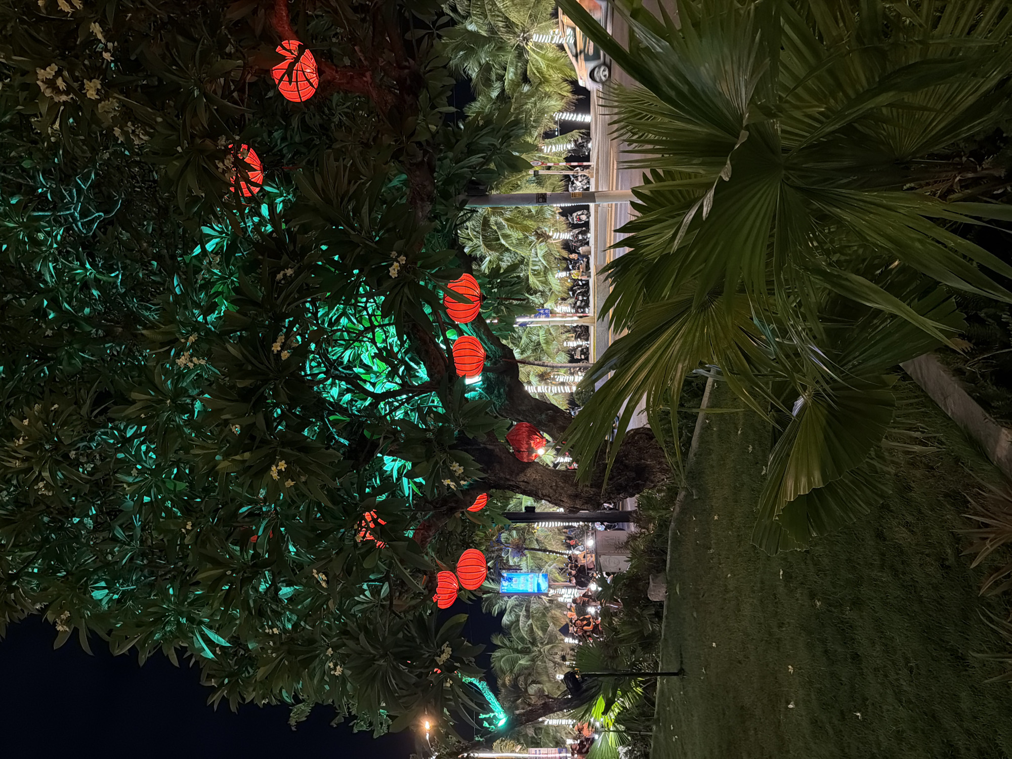 The image captures a nighttime scene in Nha Trang Ward, Vietnam, featuring a tree adorned with numerous red, spherical lanterns. The tree's foliage is illuminated by green lights from behind, creating a vibrant contrast with the red lanterns. In the background, a street is visible with palm trees lining the side, also decorated with white string lights. Several motorcycles are parked along the street, and a few people are gathered near them. A car is driving on the road in the distance, with its headlights visible. In the foreground, a lawn and large, leafy plants are present, with a concrete border. The overall atmosphere suggests a festive or celebratory evening setting.