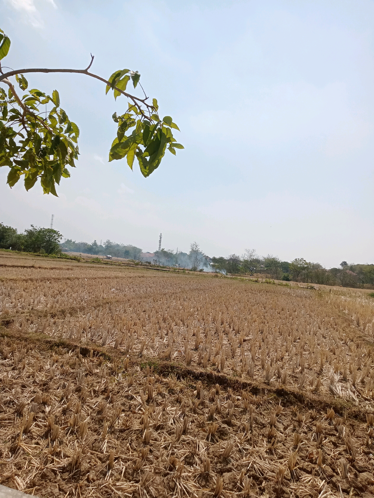 A wide shot captures a sunlit, dry rice field in Sampiran, Indonesia. The foreground is dominated by the stubble of harvested rice stalks, creating a textured, golden-brown carpet. A dark, slightly raised border runs horizontally across the middle ground, separating different sections of the field. In the distance, a line of trees forms a natural border against a hazy sky. Several tall, slender transmission towers are visible among the trees, along with some buildings and a vehicle. Wisps of smoke rise in the background, suggesting agricultural burning or activity. A tree branch laden with green leaves drapes in from the upper left corner of the frame, adding a touch of nature's vitality to the otherwise parched landscape. The overall impression is one of post-harvest, rural tranquility under a bright, clear sky.