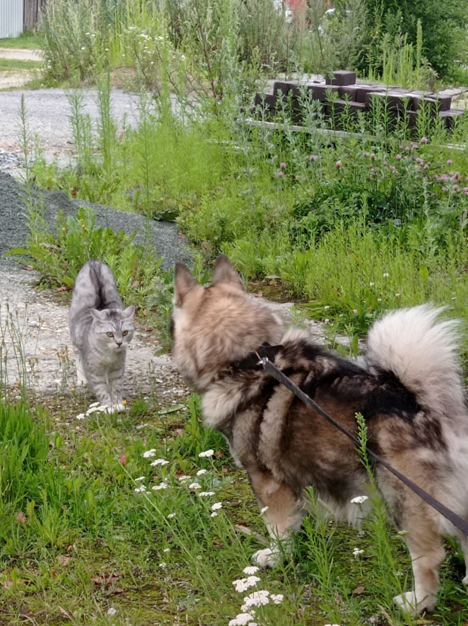 A grey tabby cat with distinctive markings and a fluffy tail is facing a large, fluffy dog with a leash. The cat is positioned on a gravel path surrounded by green grass and wildflowers. The dog is standing on the grass, with its back to the camera, and appears to be looking at the cat. In the background, there is more vegetation and a stack of dark-colored blocks. The scene appears to be outdoors in a natural setting, possibly a yard or a rural area. The location is the city of Degtyarsk, Russia.