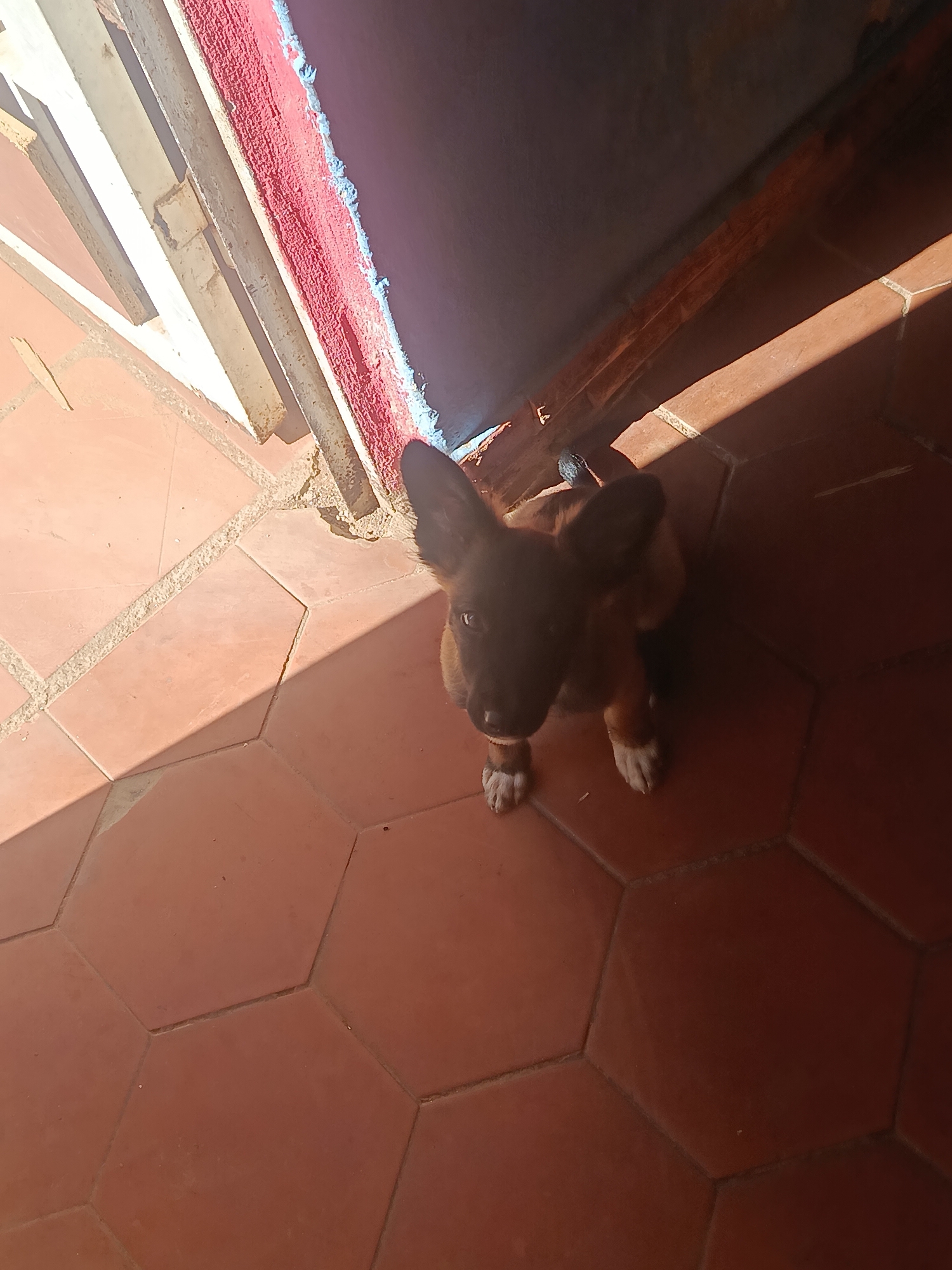 The image shows a dog sitting on a terracotta-tiled floor indoors in Juan Griego, Venezuela. The dog has dark fur, light-colored paws, and upright ears. The floor tiles are hexagonal. Light is streaming in from an opening at the top of the frame, creating shadows on the floor. A portion of a wall and a doorway are visible in the background. The wall appears to be painted dark blue, with red and white trim around the door.