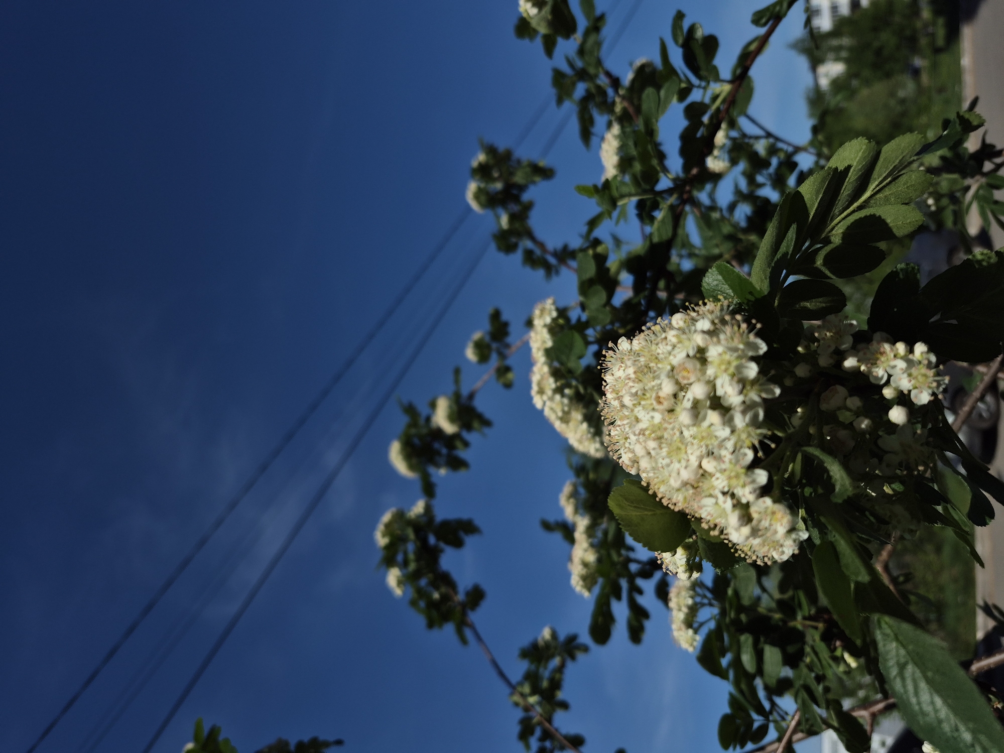 The image depicts a cluster of white flowers with green leaves against a clear blue sky in the city of Chaikovsky, Russia. Power lines are visible in the background. The flowers appear to be growing on a branch, and there is some foliage and a building visible in the blurred background. The shot is taken from a low angle, looking upwards.