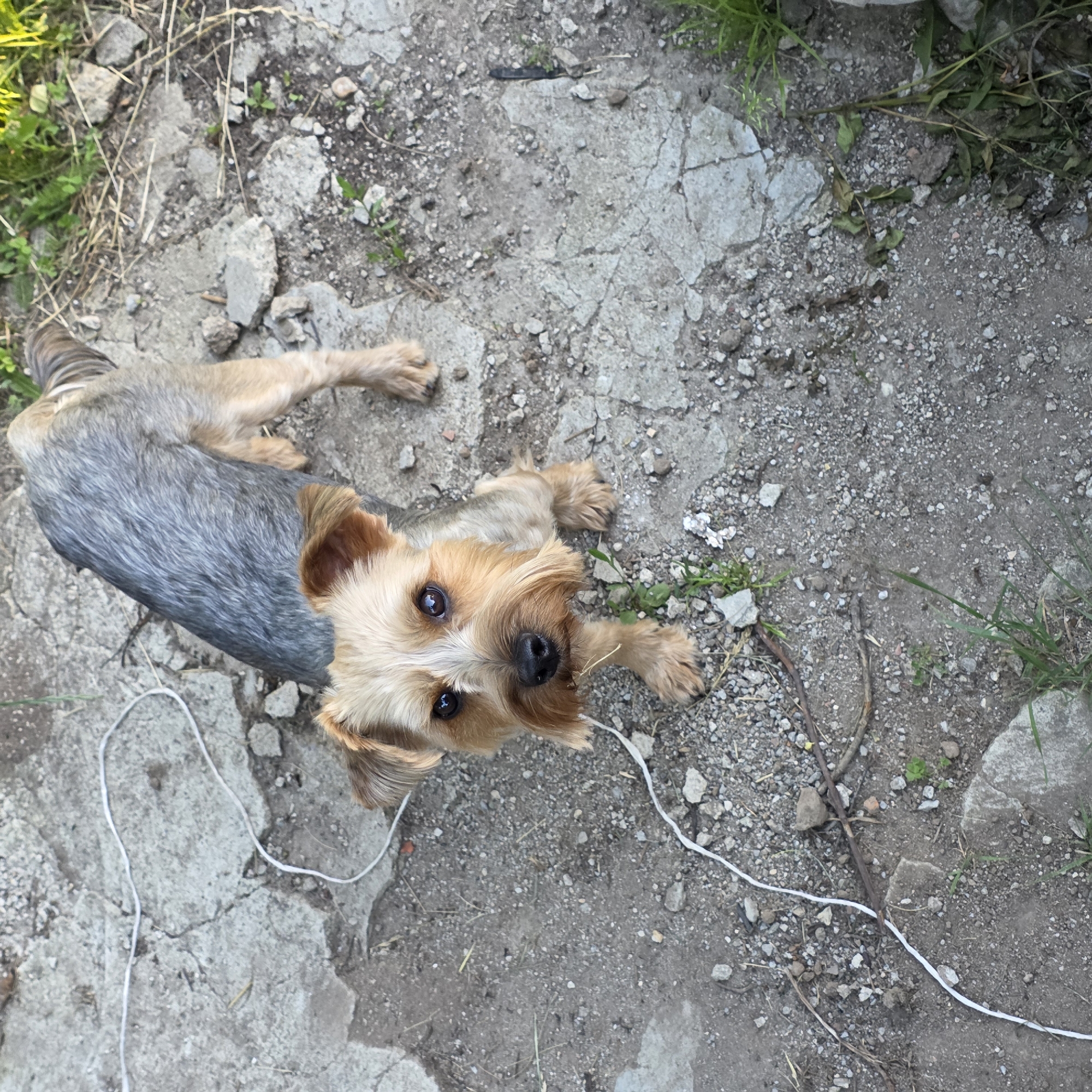 A small Yorkshire Terrier dog is standing on a cracked concrete surface. The dog has tan and gray fur, with darker fur on its back and lighter fur on its face and legs. It is looking directly at the camera with dark eyes and has a dark nose. A thin white cord is visible on the ground, looping around the dog's left front leg. The ground is composed of concrete rubble and dirt, with scattered small rocks and some green vegetation growing through the cracks. The scene appears to be outdoors, possibly in a yard or a neglected area. The image was taken in Zheleznitsa, Bulgaria.