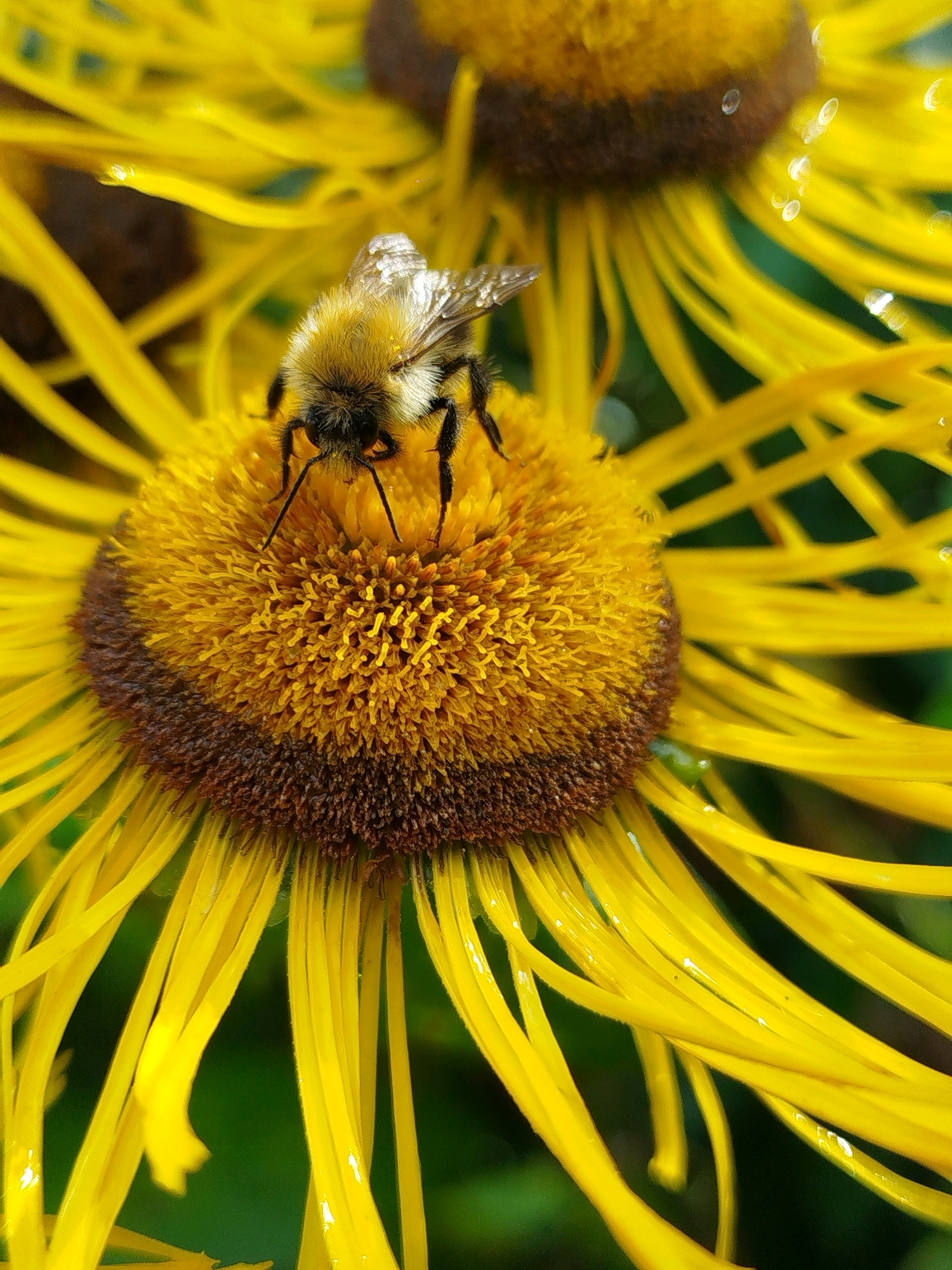 A close-up, eye-level, outdoor, vertical shot shows a bumblebee on a bright yellow flower in Chkalovskoe SNT, Russia. The bumblebee, facing the camera, is positioned centrally on the flower's fuzzy yellow disc, its body covered in fine hairs and its wings slightly spread. The flower has a dark brown center and numerous yellow petals that radiate outwards. The background is a blurred green, suggesting foliage. Water droplets are visible on the flower petals, indicating recent moisture. The lighting is natural, with the sun illuminating the scene.