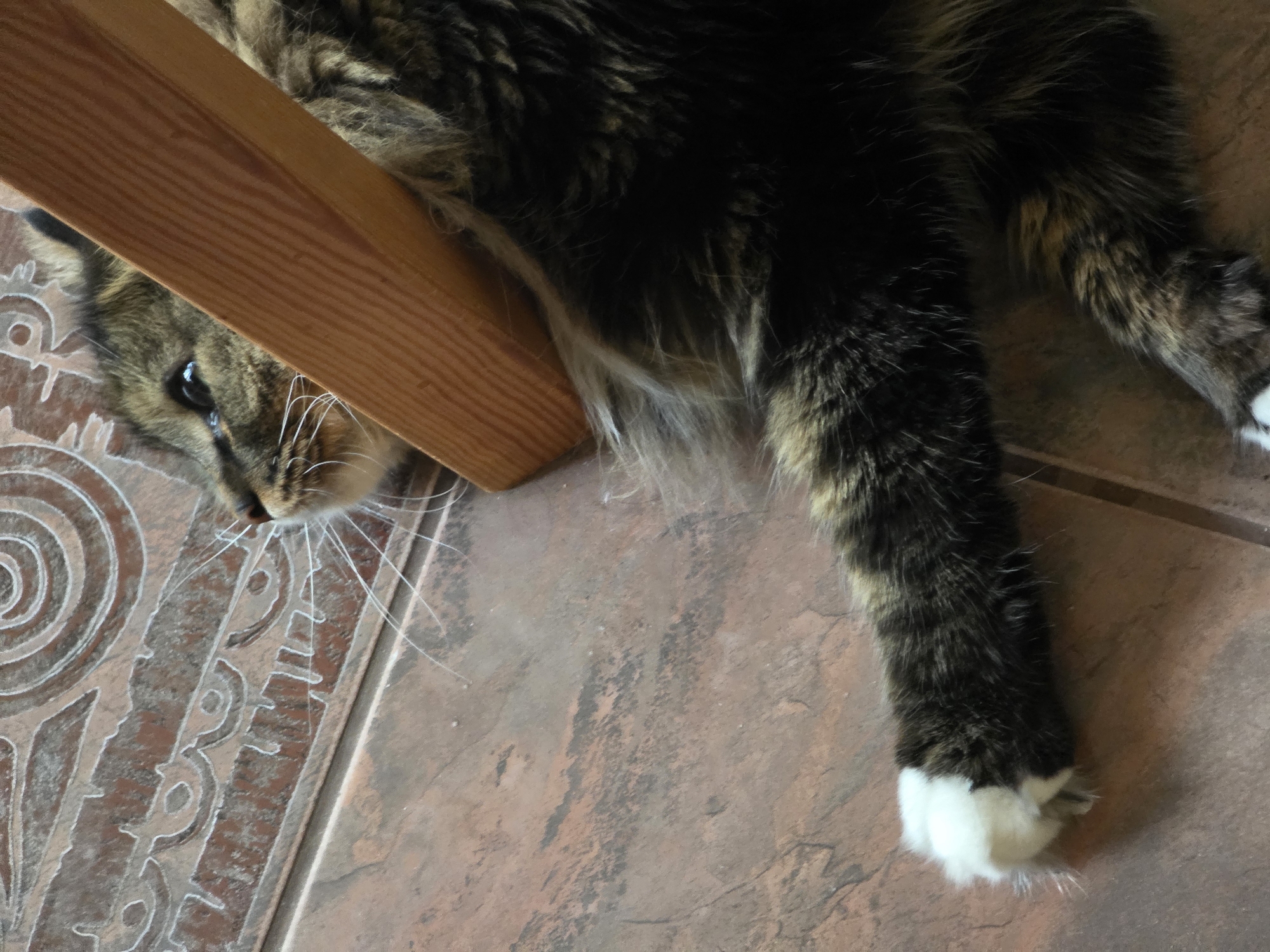 A close-up, eye-level, vertical shot captures a fluffy, multi-colored cat lying on a tiled floor. The cat's fur is a mix of brown, black, and tan, with a white patch on its front paw. The cat's face is partially obscured by a wooden beam, but its dark eye and long white whiskers are visible. The floor tiles are a reddish-brown color with a decorative pattern. The scene appears to be indoors, possibly in a residential setting in Omsk, Russia.