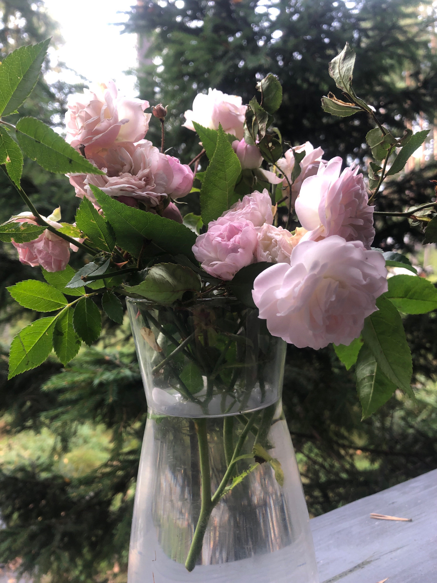 A close-up, vertical shot showcases a clear glass vase filled with a bouquet of light pink roses and green leaves. The vase is positioned on a wooden surface, possibly a balcony railing, with a blurred background of evergreen trees. Sunlight filters through the leaves and flowers, creating a soft, ethereal effect. The overall scene evokes a peaceful, natural setting.