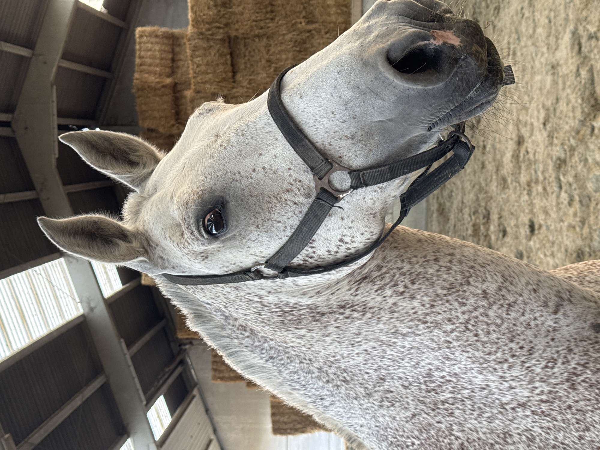 A close-up, profile view shows a dappled grey horse wearing a black halter in a barn. The horse's head and neck are in focus, with its right eye visible and its ears pointed forward. Behind the horse, stacked bales of hay create a warm, textured backdrop. The barn structure with its sloped roof and translucent panels is visible overhead. The ground is covered in sand or dirt. The image appears to have been taken in Estaimpuis, Belgium.