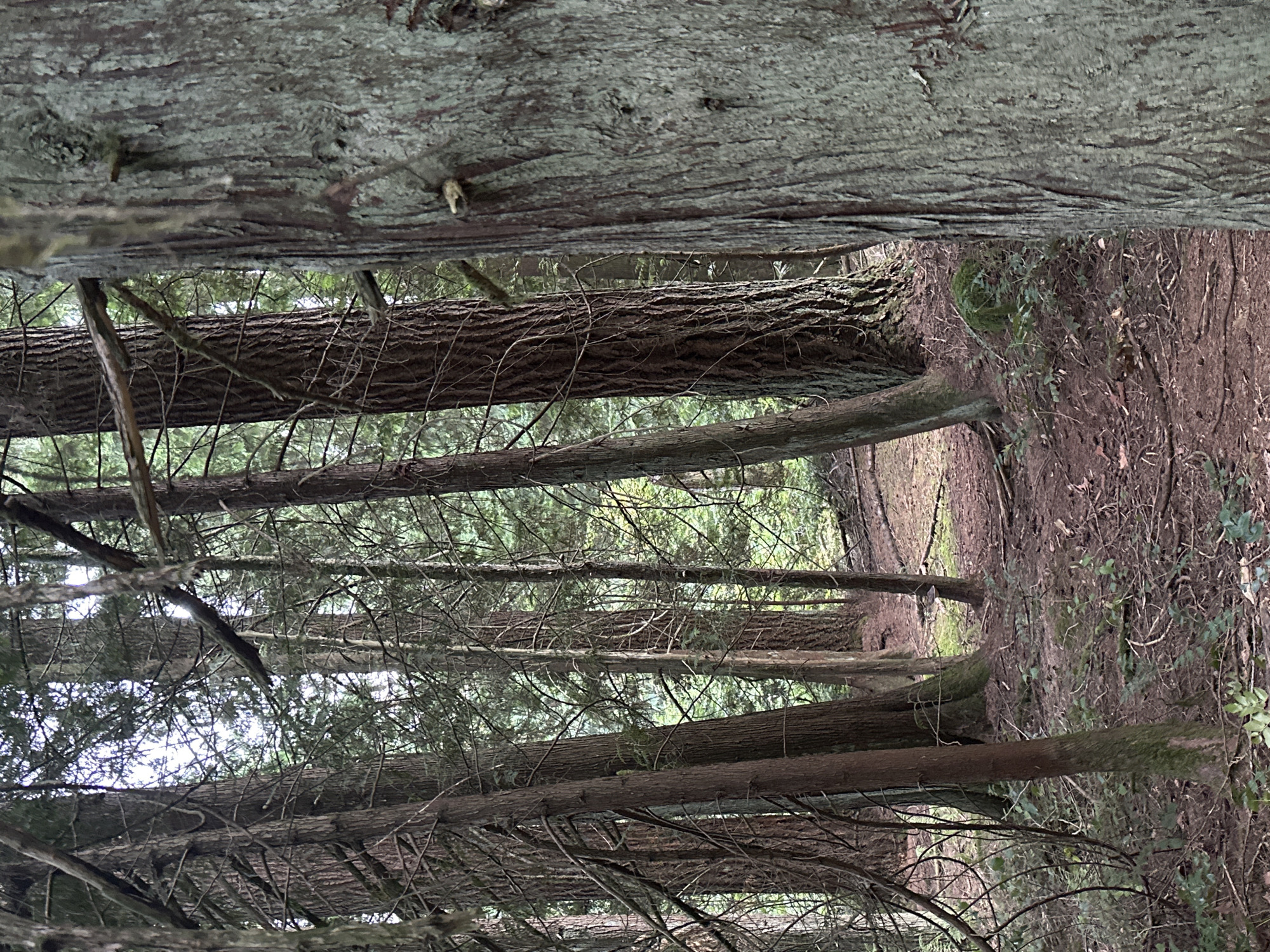 The image depicts a dense forest scene, likely within the city of Coquitlam, Canada, given the presence of coniferous trees common to the region. In the foreground, a large tree trunk with weathered, gray bark occupies the right side of the frame. To its left, a path made of dirt and fallen leaves winds into the background, disappearing among more tall, slender coniferous trees. The forest floor is covered with a thick layer of pine needles, twigs, and low-lying green foliage. Branches from the trees crisscross overhead, creating a dappled light effect. The overall impression is one of a secluded, natural environment, possibly a park or wilderness area. There are no people or animals visible in the image. The lighting suggests an overcast day or late afternoon.