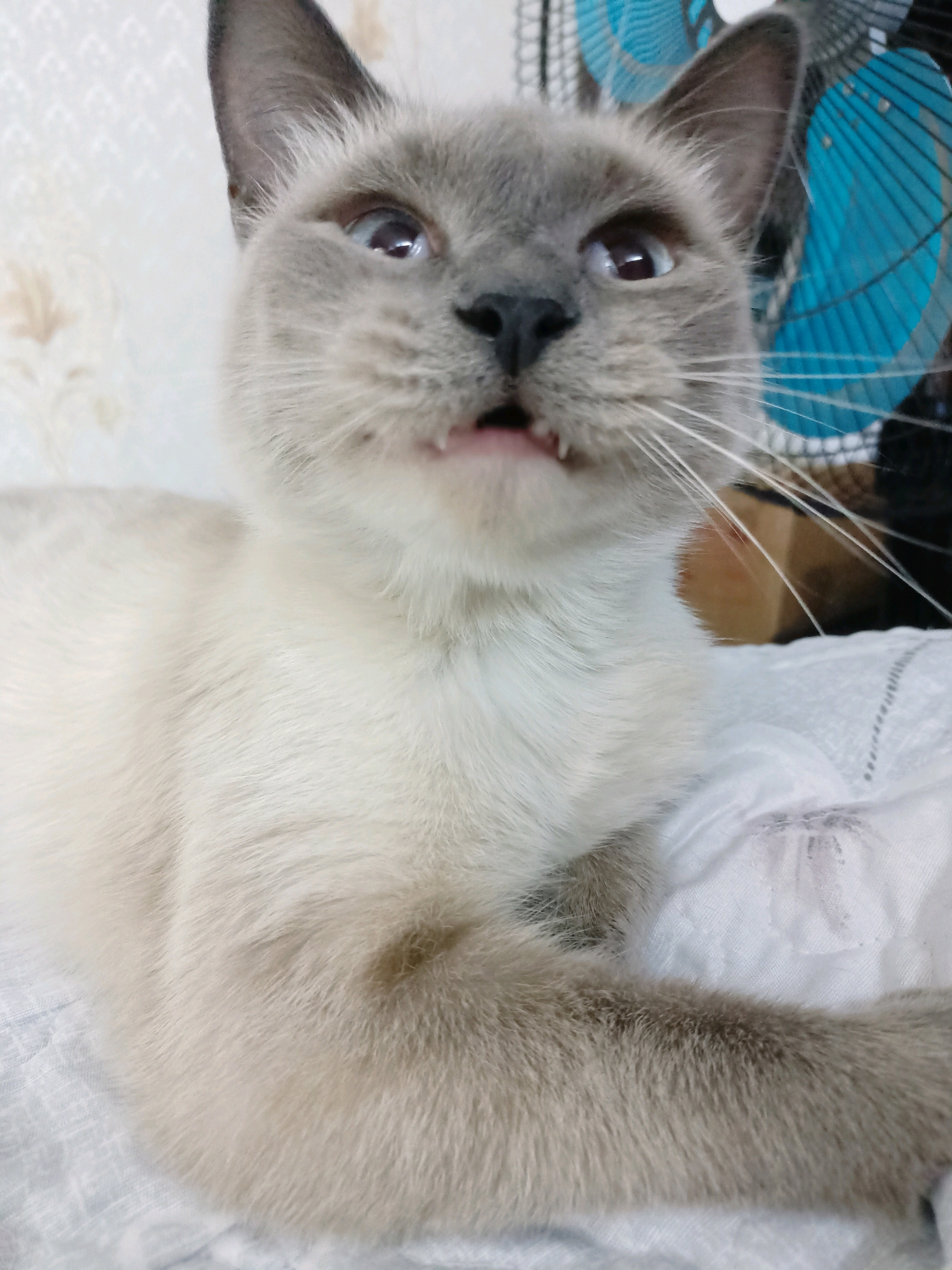 This is a close-up, eye-level, vertical, indoor shot of a light-colored cat with grey points. The cat is looking upwards and slightly to the left, with its mouth slightly open, revealing its teeth. Its ears are pointed and dark grey, and its eyes are light blue. The cat's body is mostly out of focus, but its paws and chest are visible, resting on a white, textured surface. In the background, a blurred blue fan is visible, and a patterned wallpaper can be seen on the left. The image does not provide any information or context about the city of Almaty, Kazakhstan.